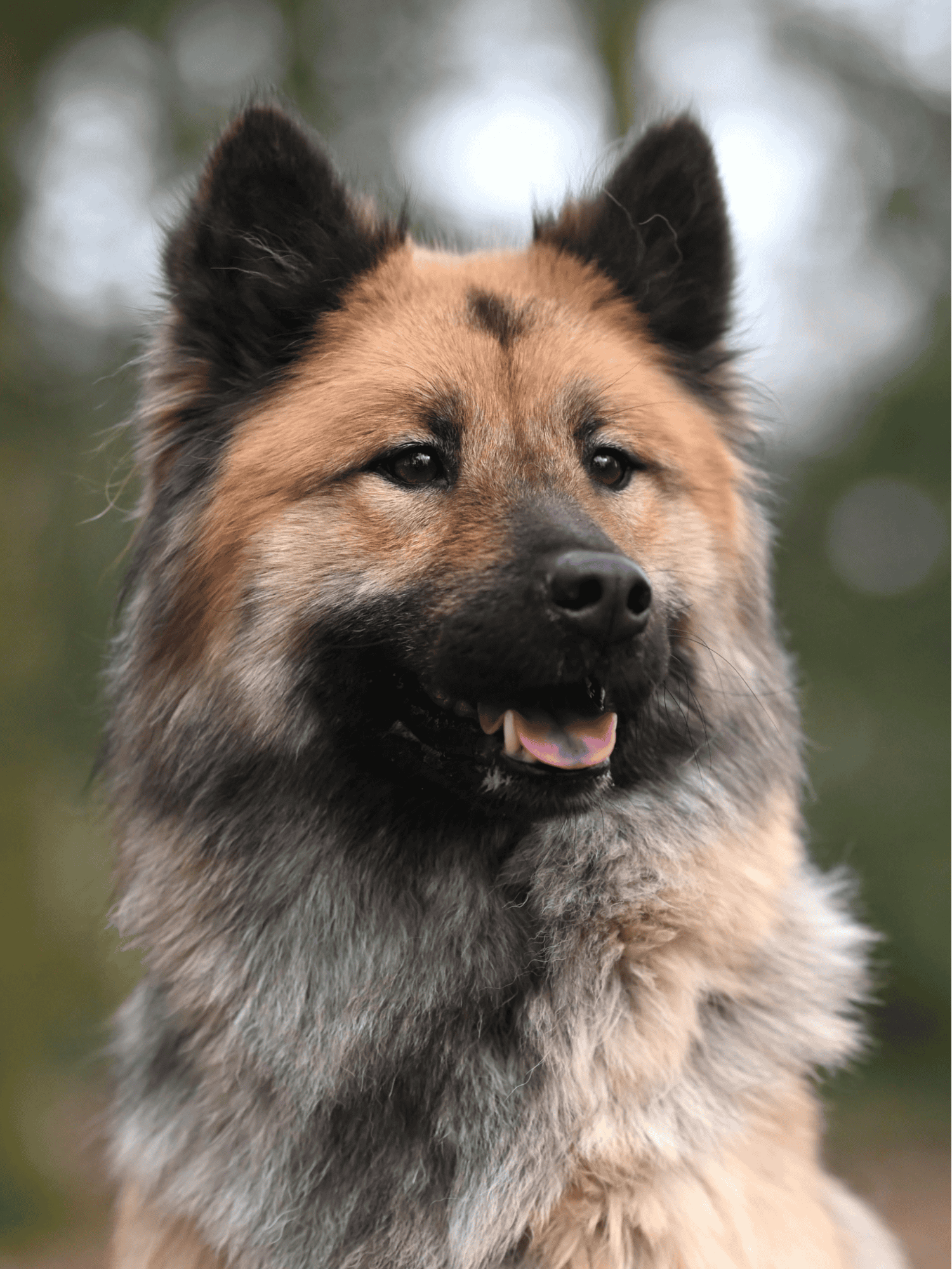 Eurasier Final Thoughts