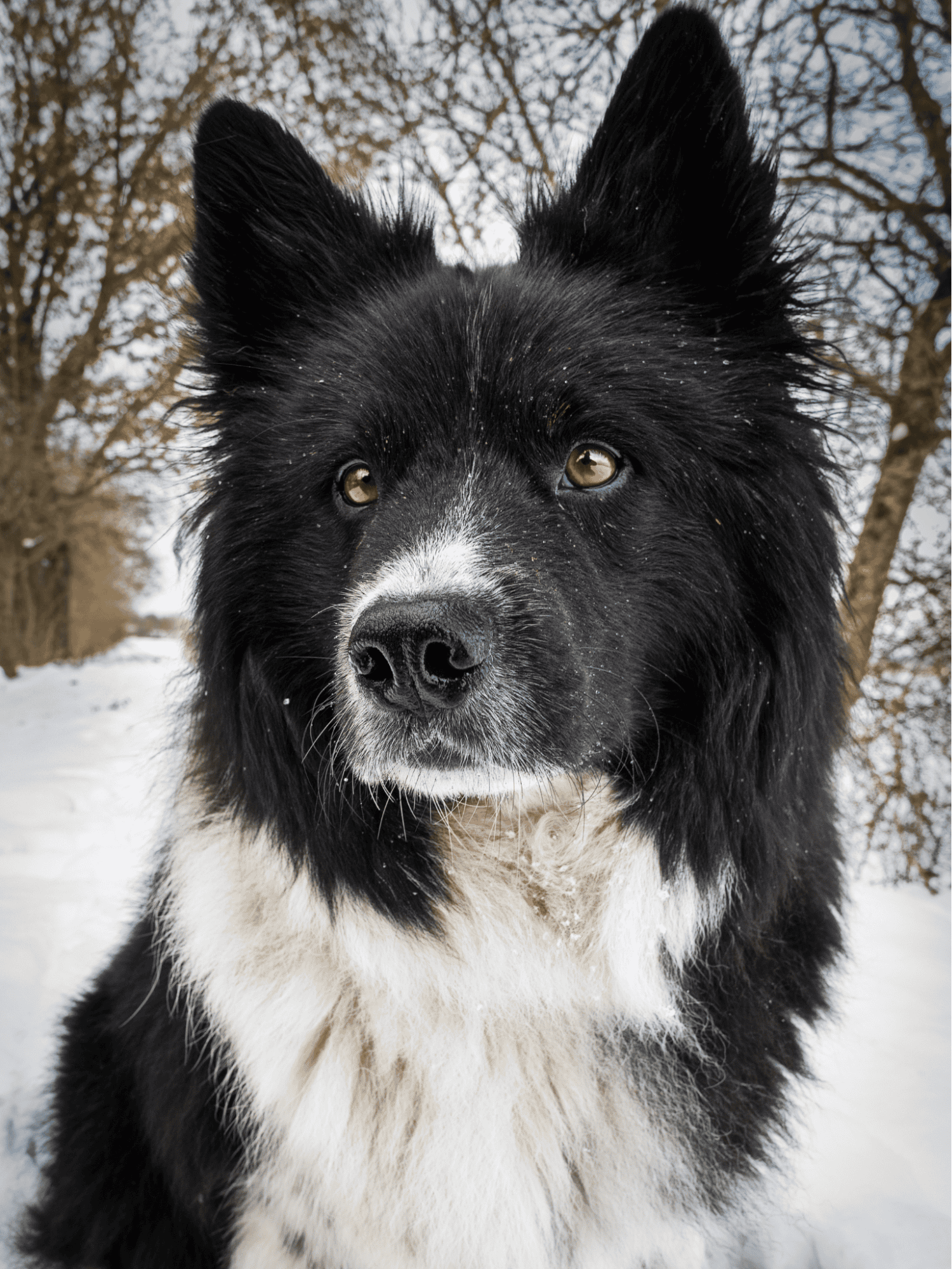 Eurasier photo 3