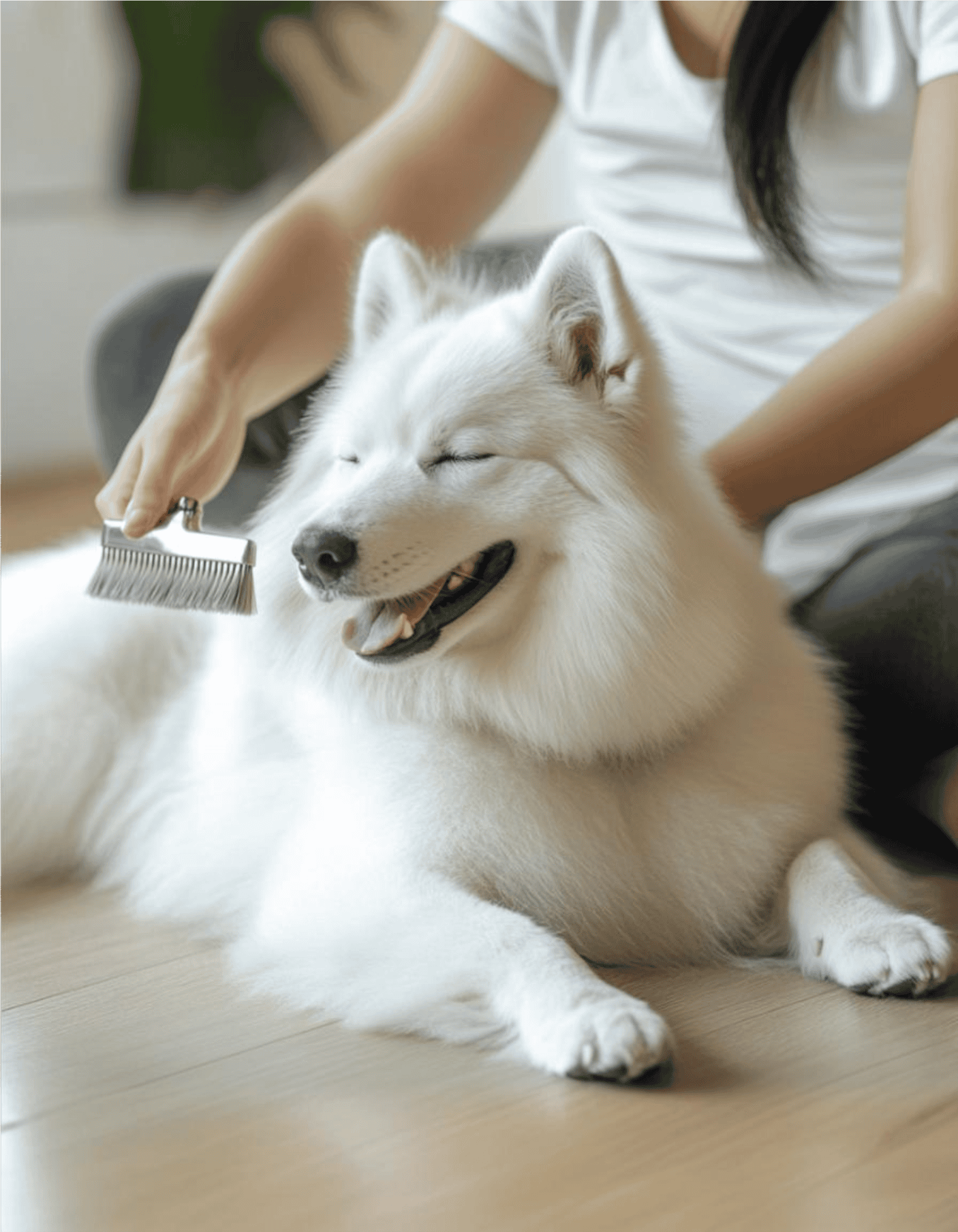 Eurasier Grooming