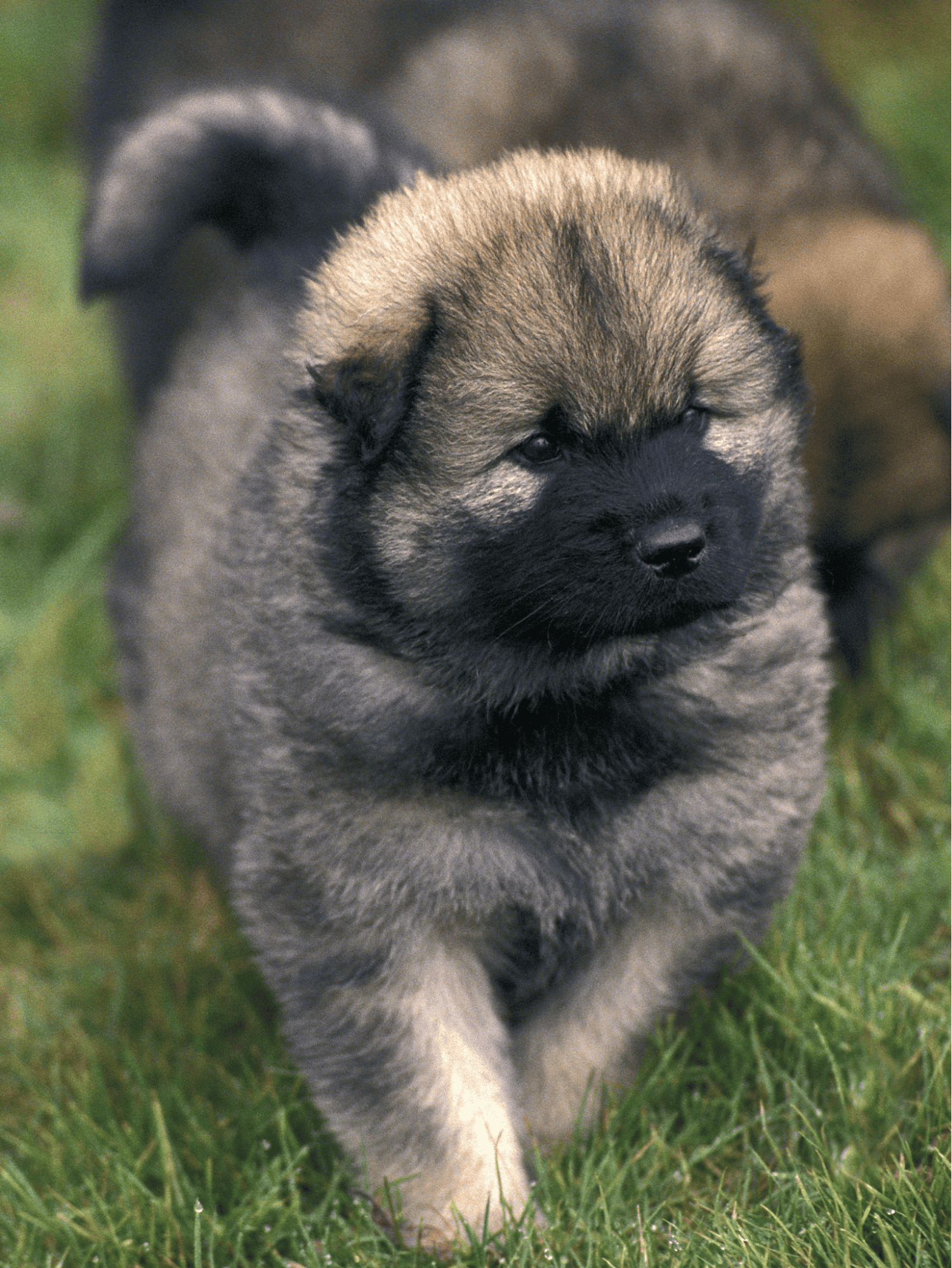 Cute puppy with fluffy fur walking on grass.