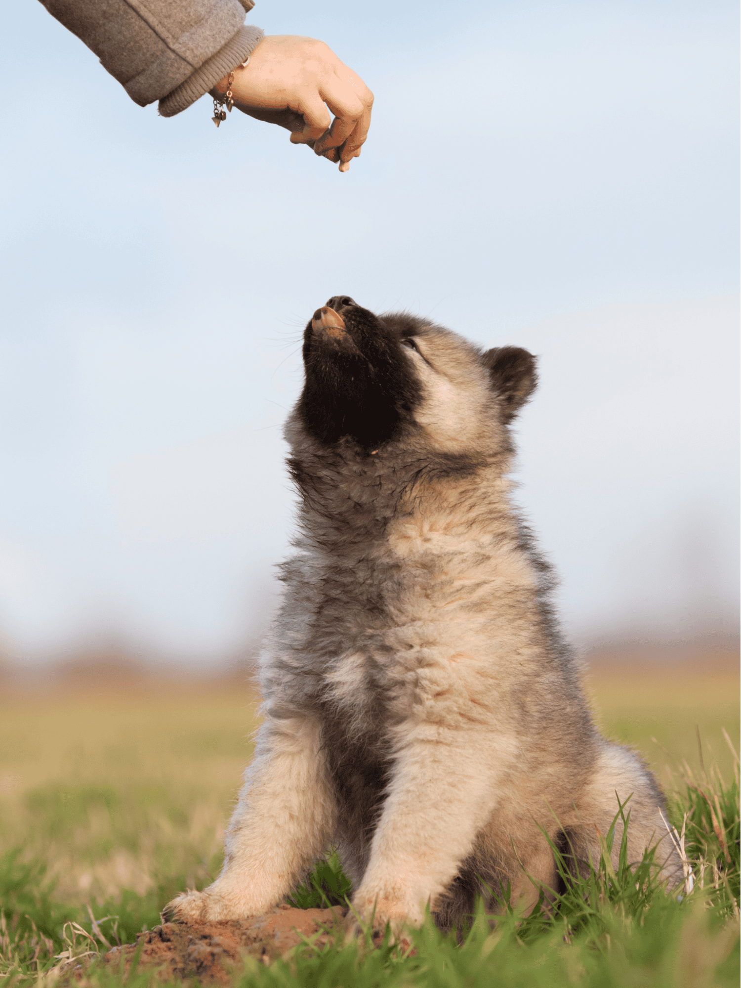 Eurasier Training