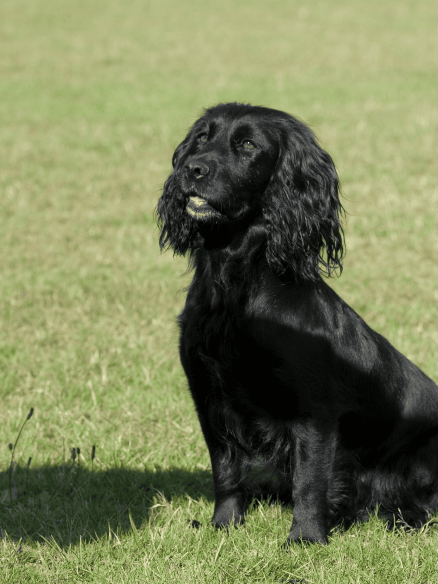 Field Spaniel characteristics