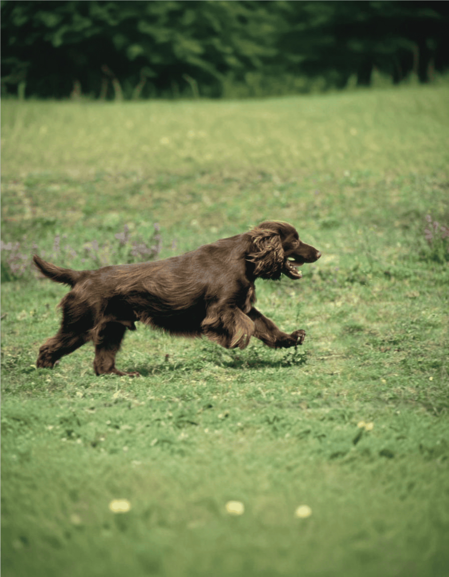 Dog running in a grassy field, happy and energetic, enjoying outdoor exercise.