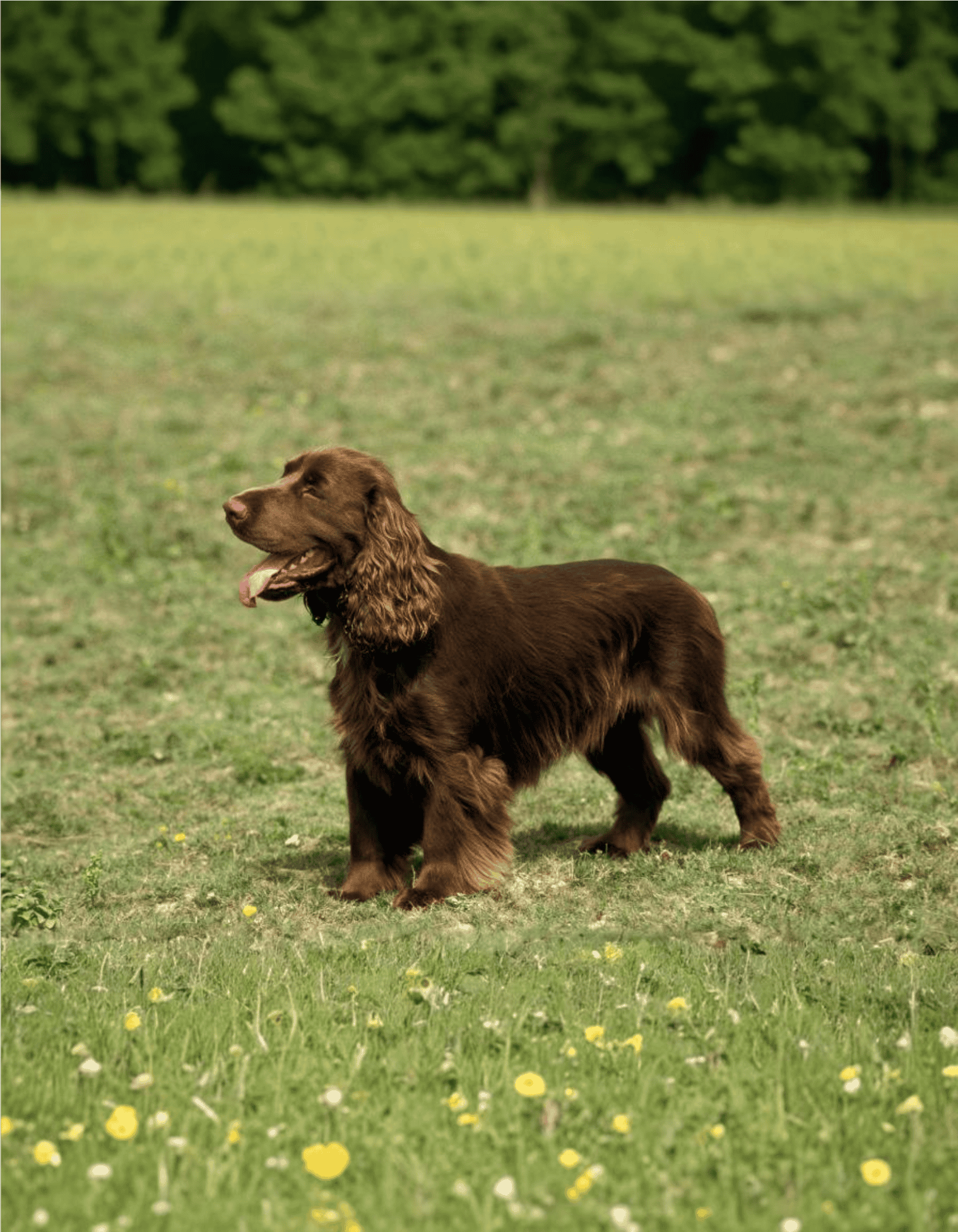 Brown spaniel standing on green grass in park.