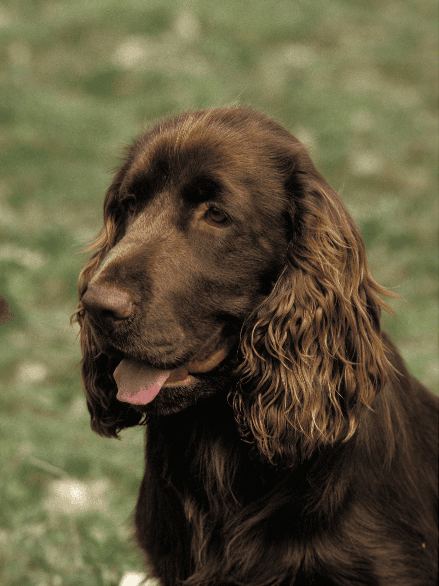 Field Spaniel photo 1
