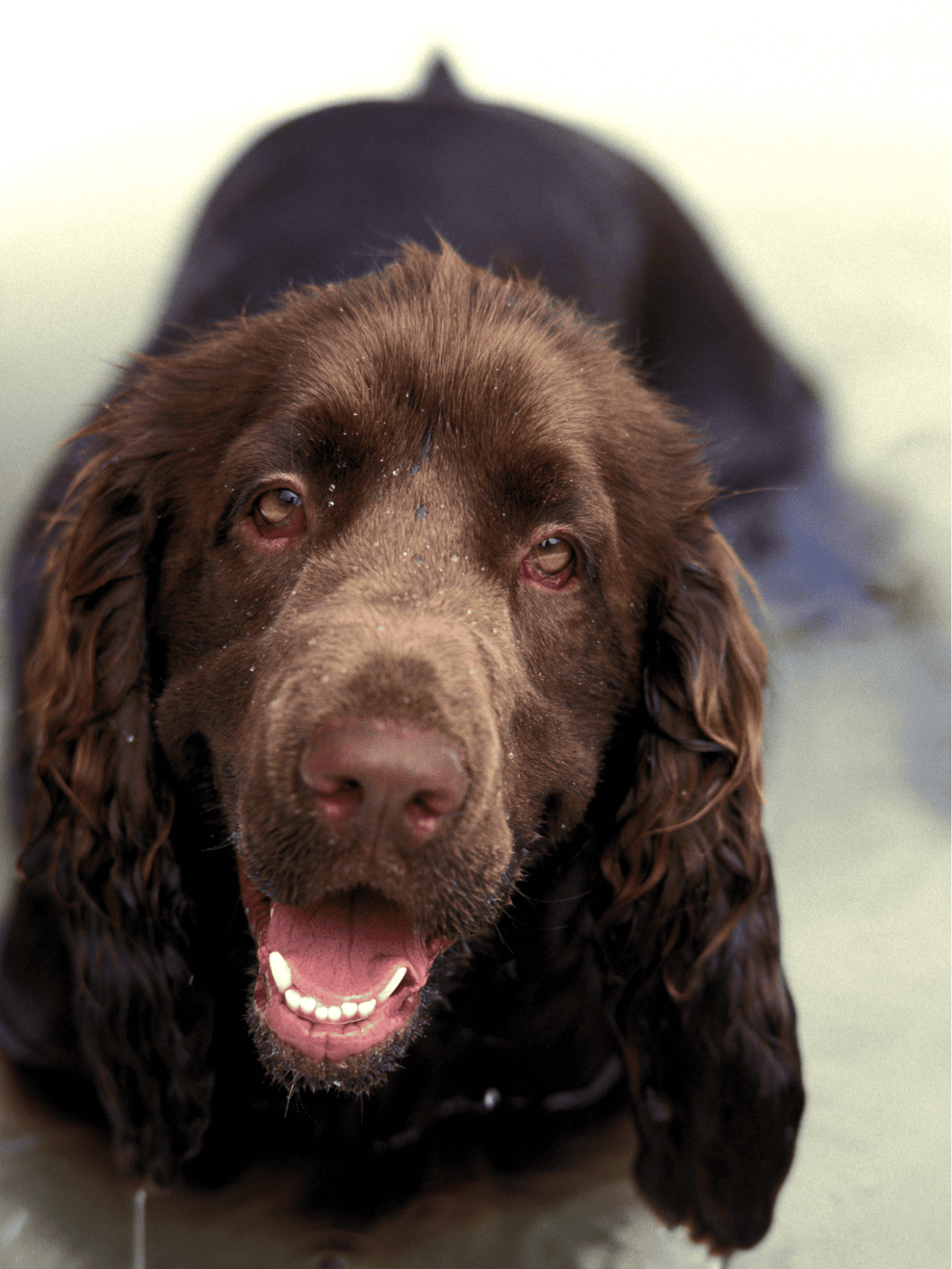 Brown Labrador Retriever with wet fur, smiling outdoors.