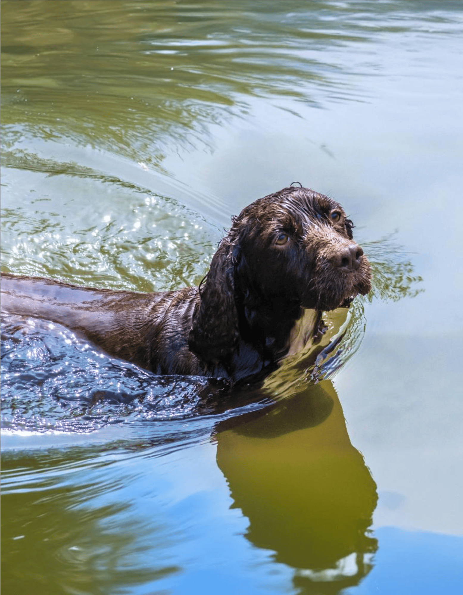 Dog swimming, water-based dog training, dog exercise, outdoor dog activity.