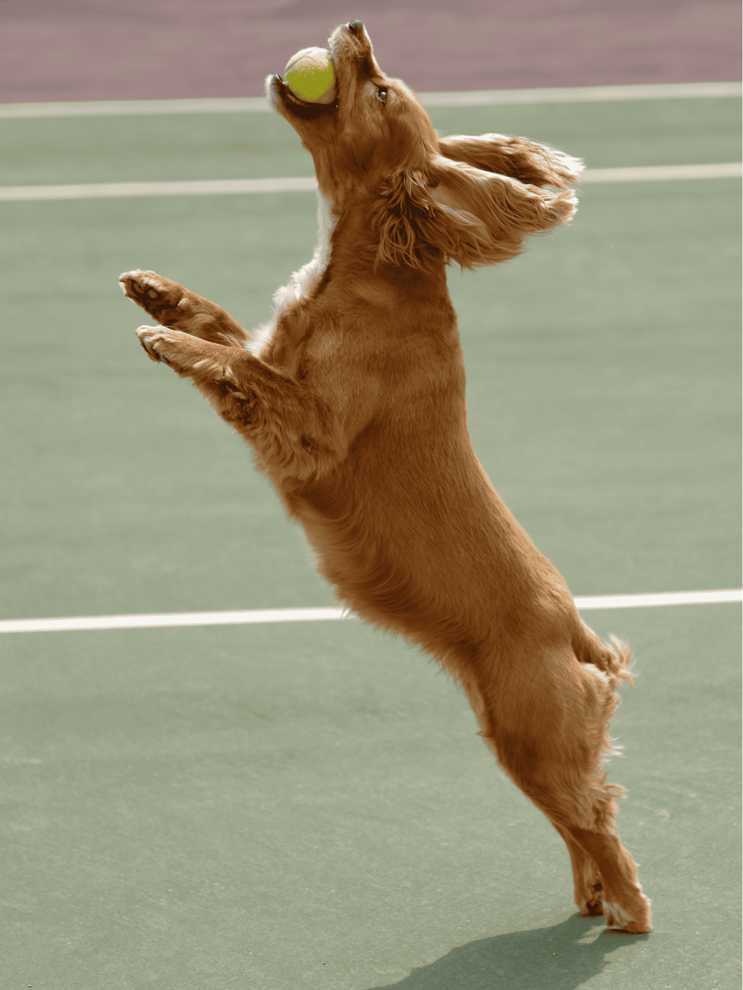 Dog catching tennis ball while jumping on the tennis court.