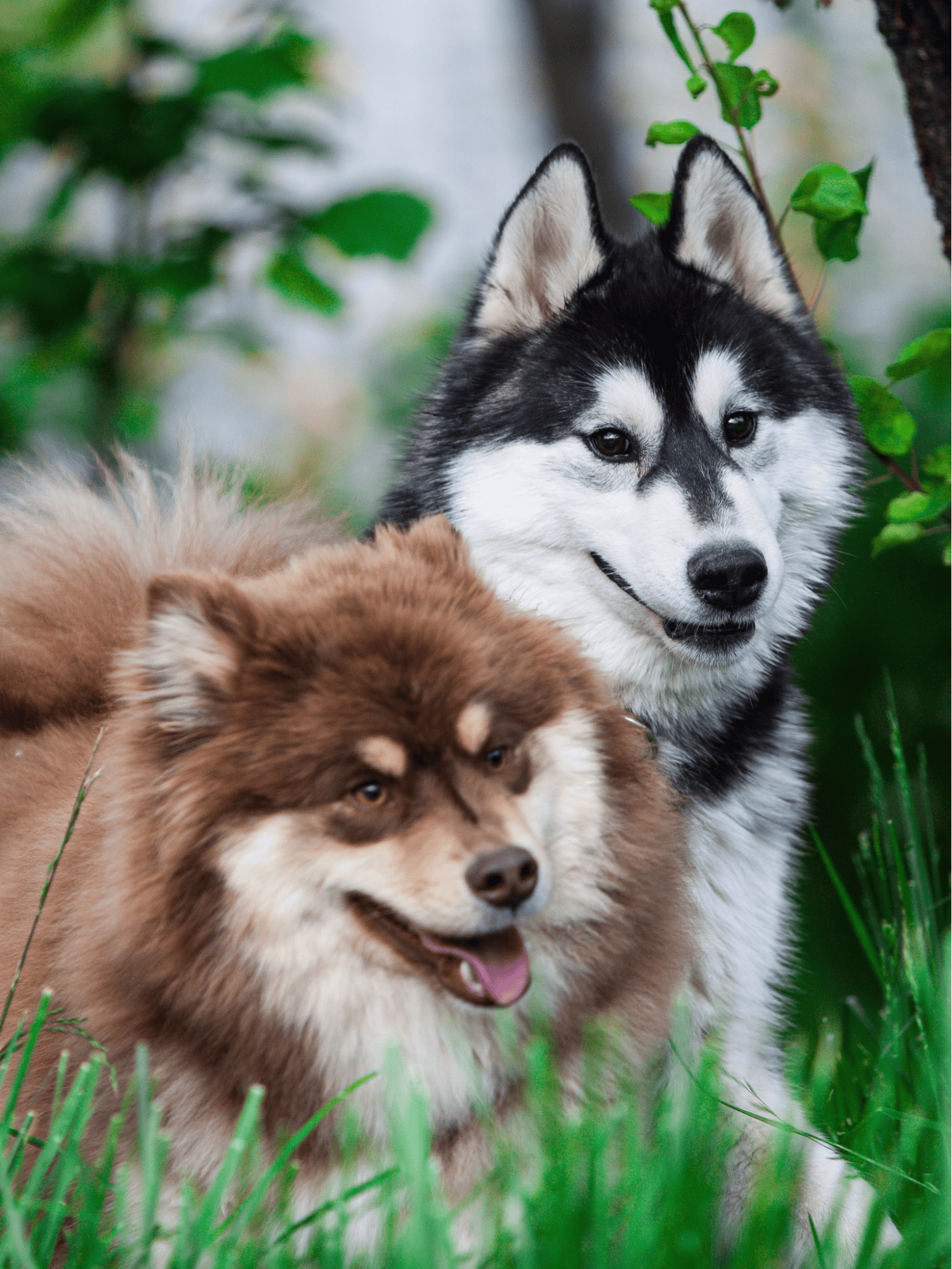 Playful husky and Chow Chow dogs outdoors.