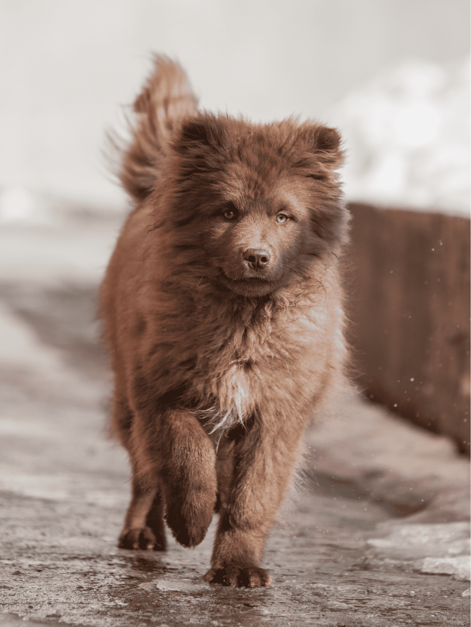 Finnish Lapphund Final Thoughts