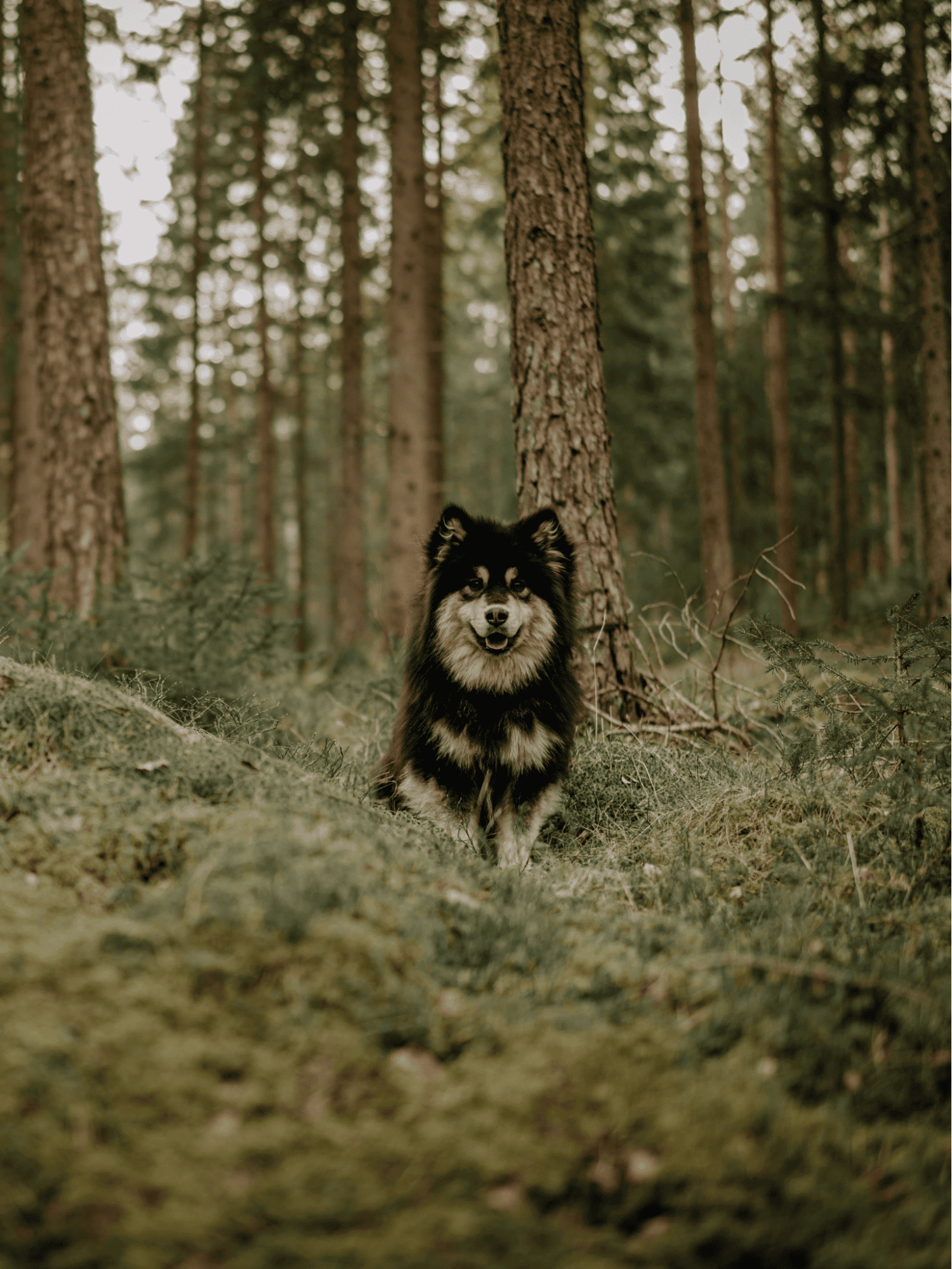 Finnish Lapphund photo 2