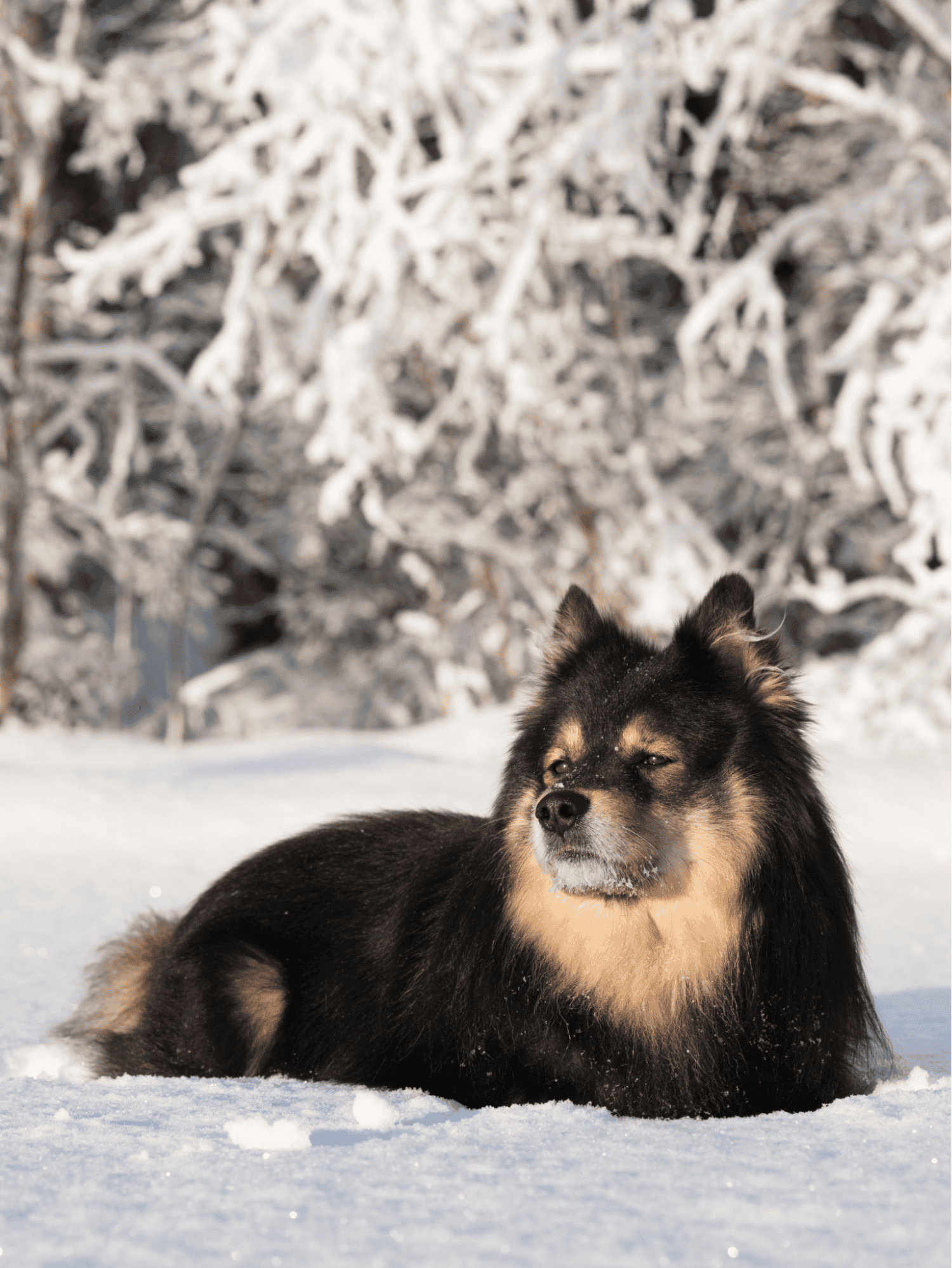 Finnish Lapphund photo 3