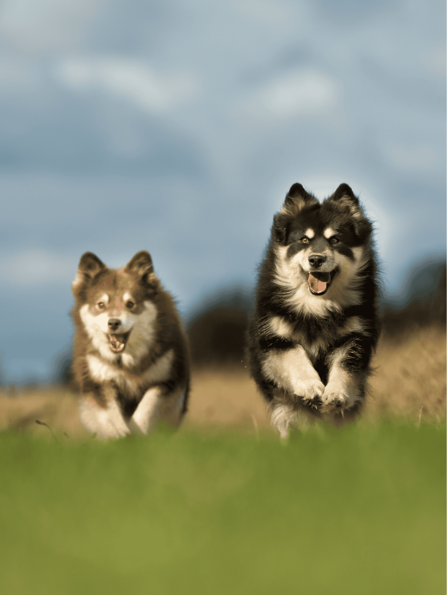High-energy huskies running freely on a grassy field, perfect for dog lovers and pet care.