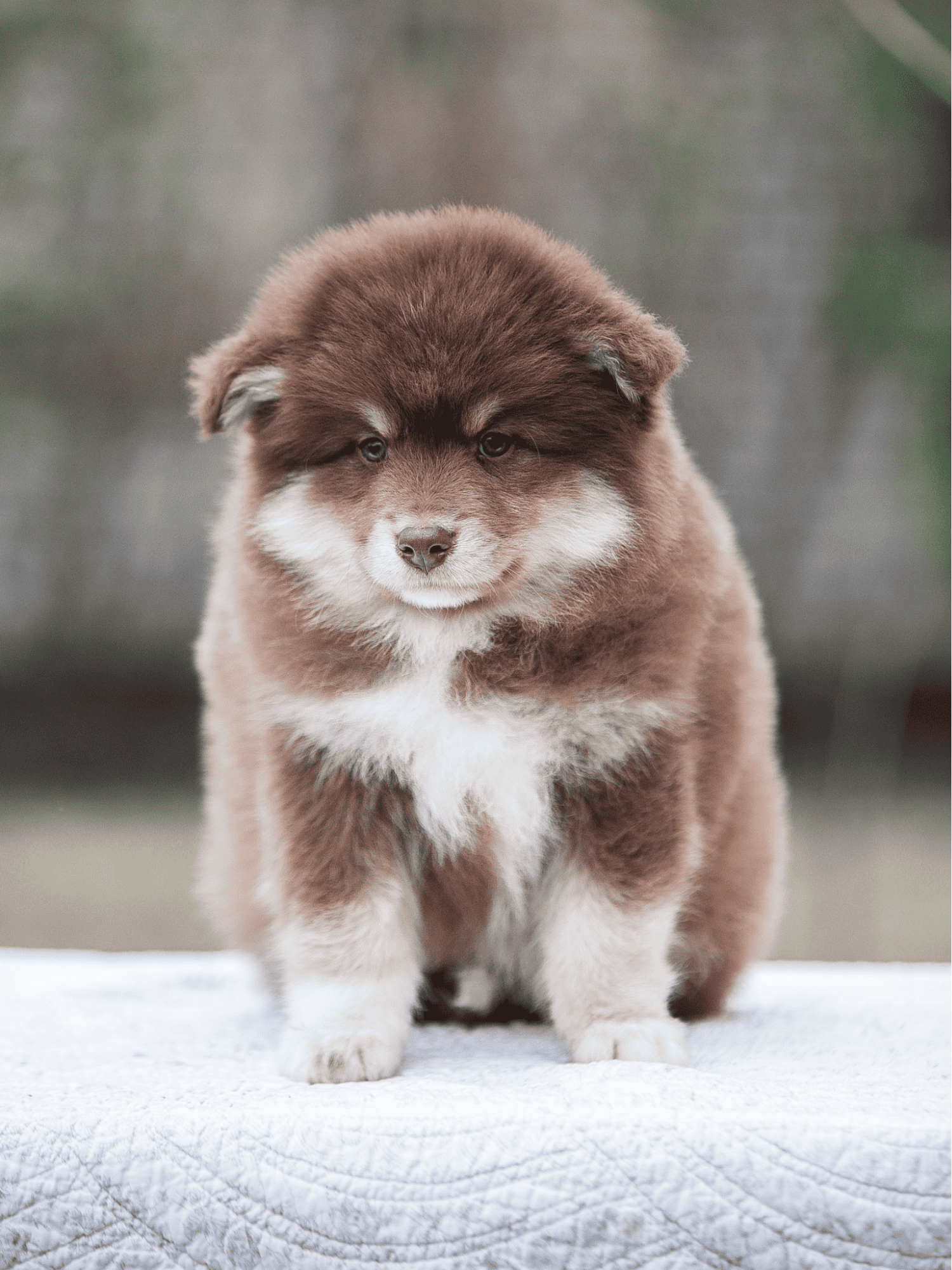 Adorable fluffy puppy with thick brown and white fur, sitting on a blanket in a natural setting.