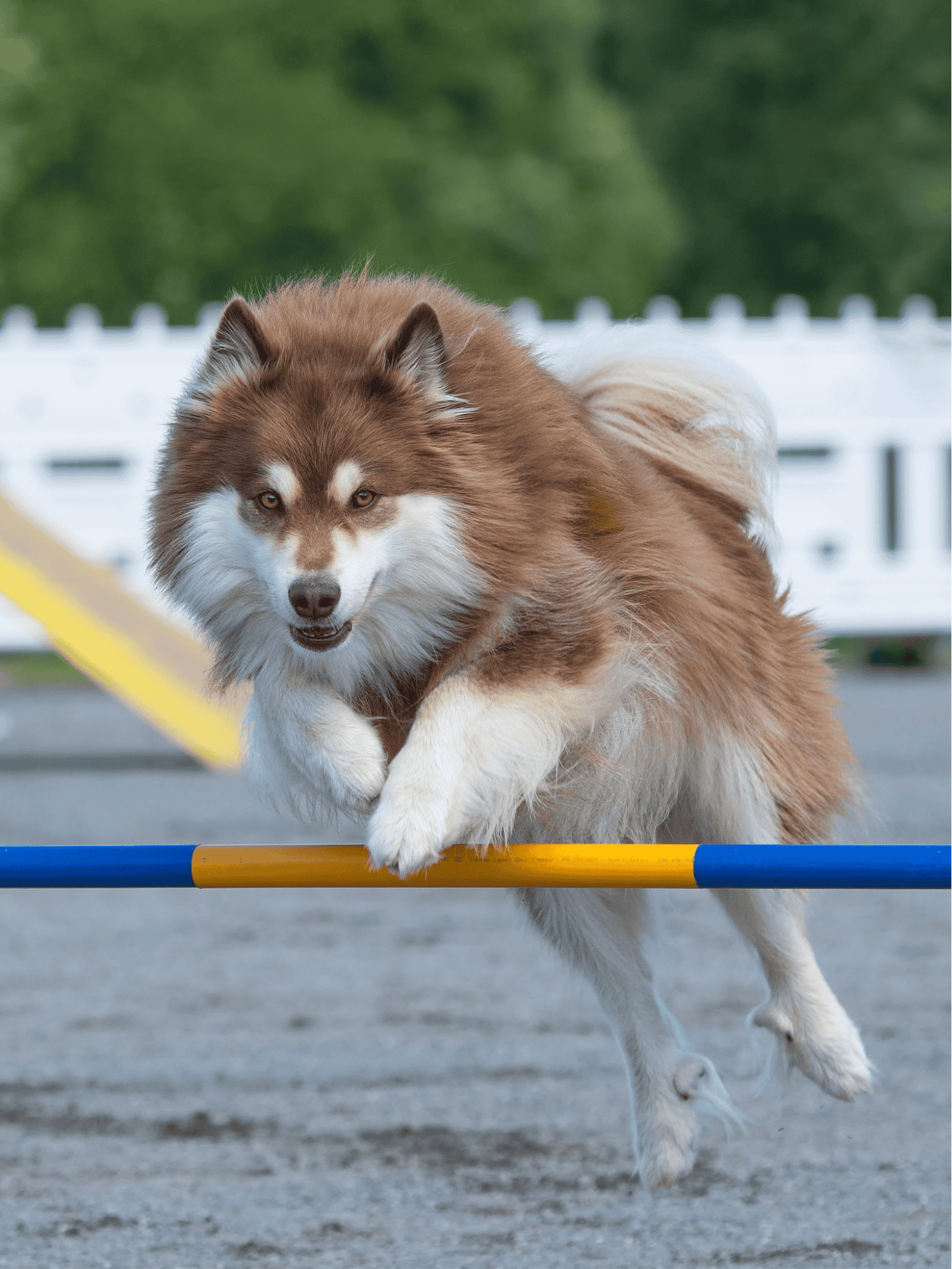 Finnish Lapphund They’re Sometimes Called a “Thinking Breed”