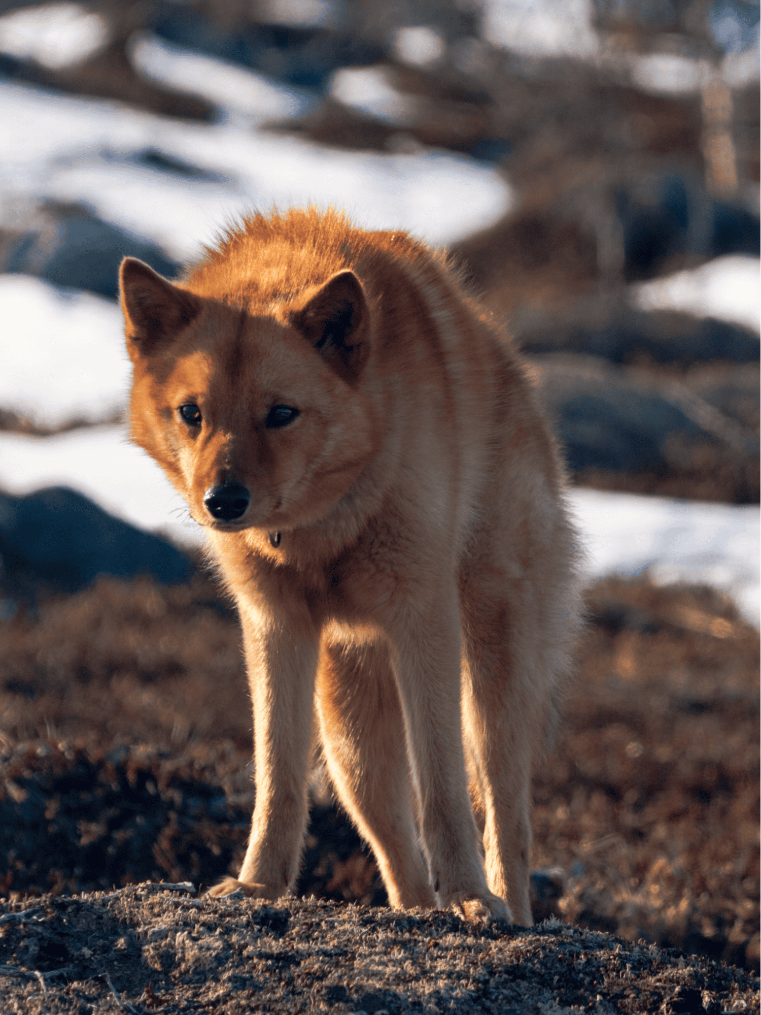 Finnish Spitz overview