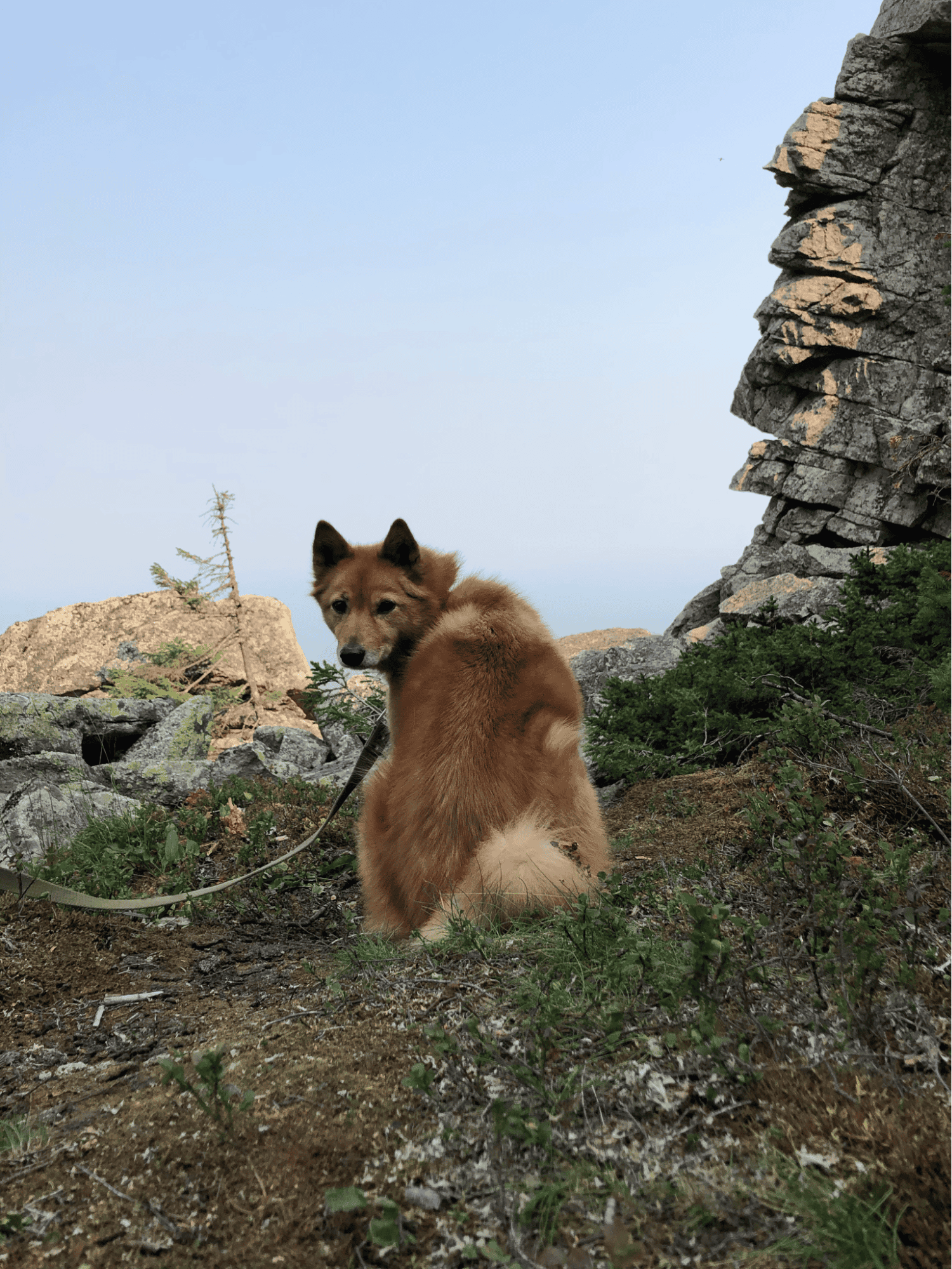 Finnish Spitz characteristics