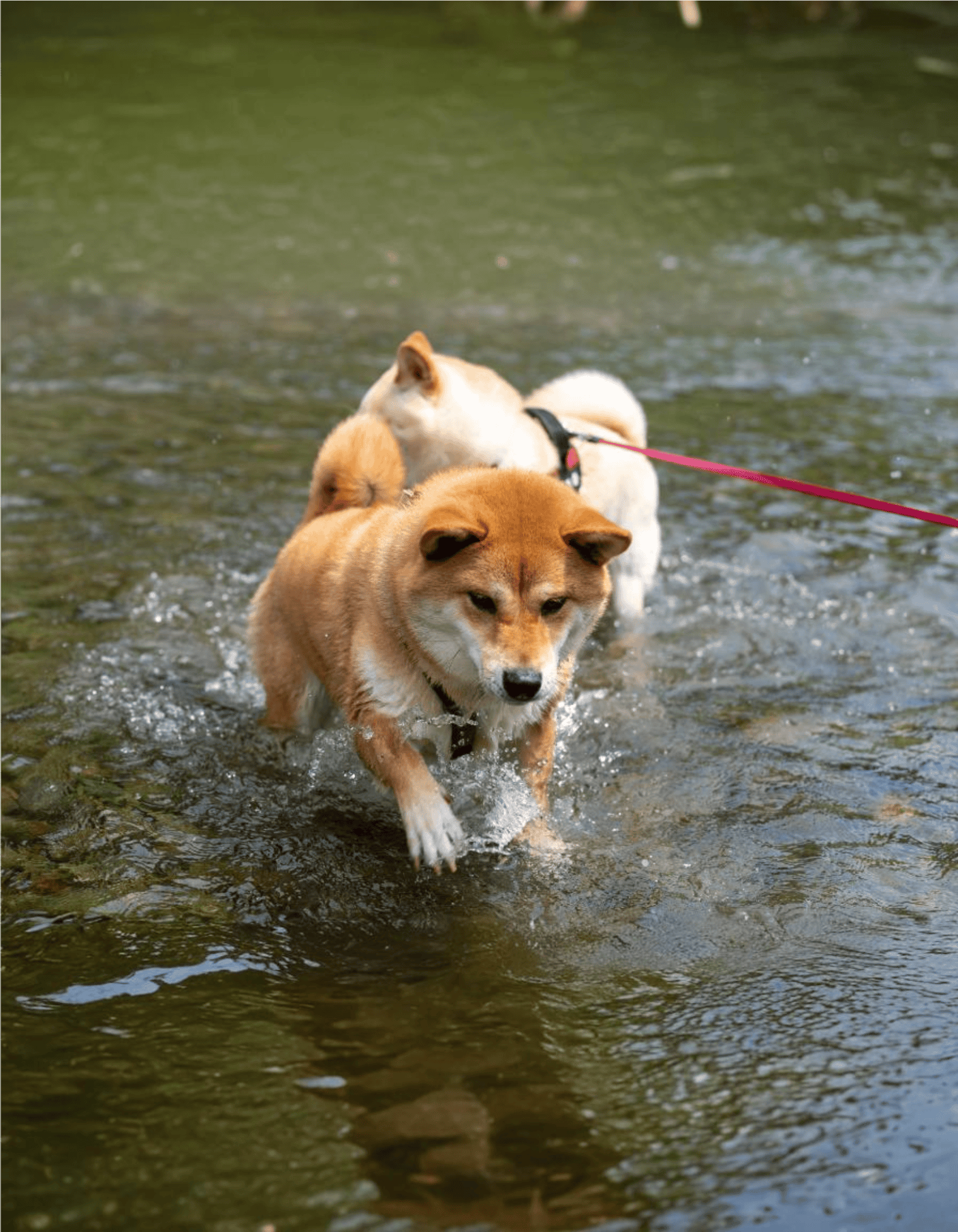 Finnish Spitz Does This Breed Get Along With Other Pets