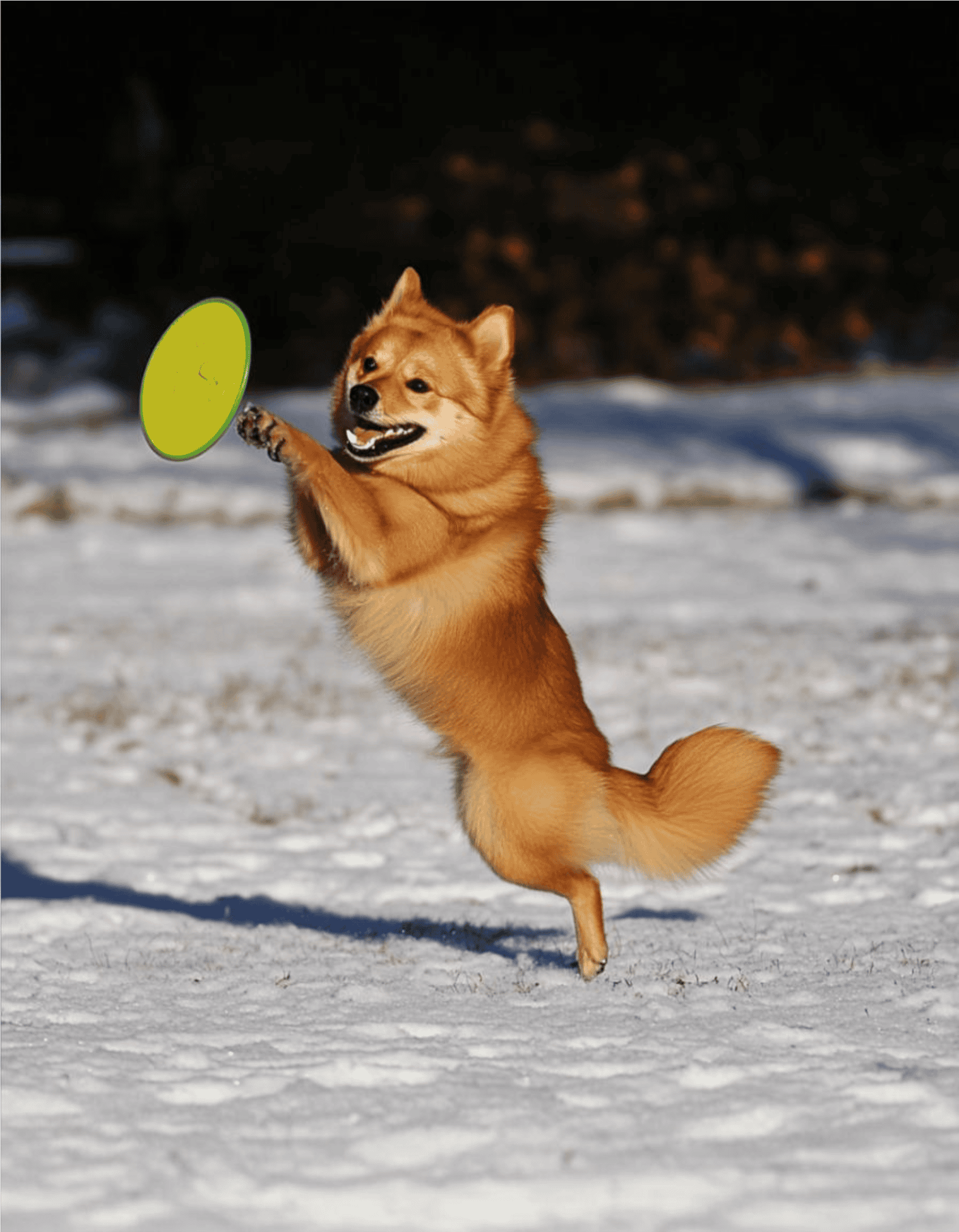 Finnish Spitz Exercise
