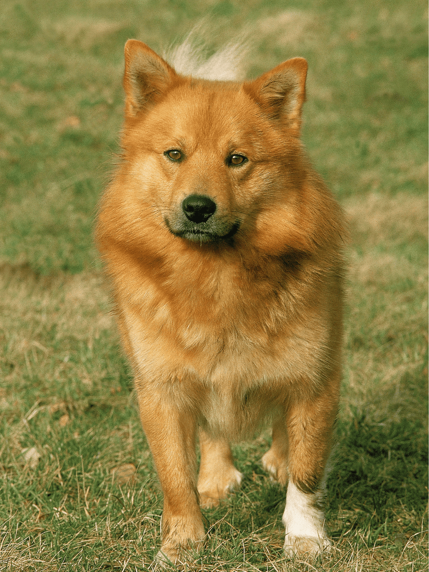 Finnish Spitz photo 2