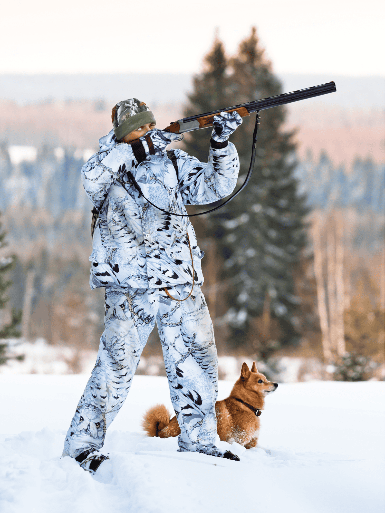 Finnish Spitz photo 3