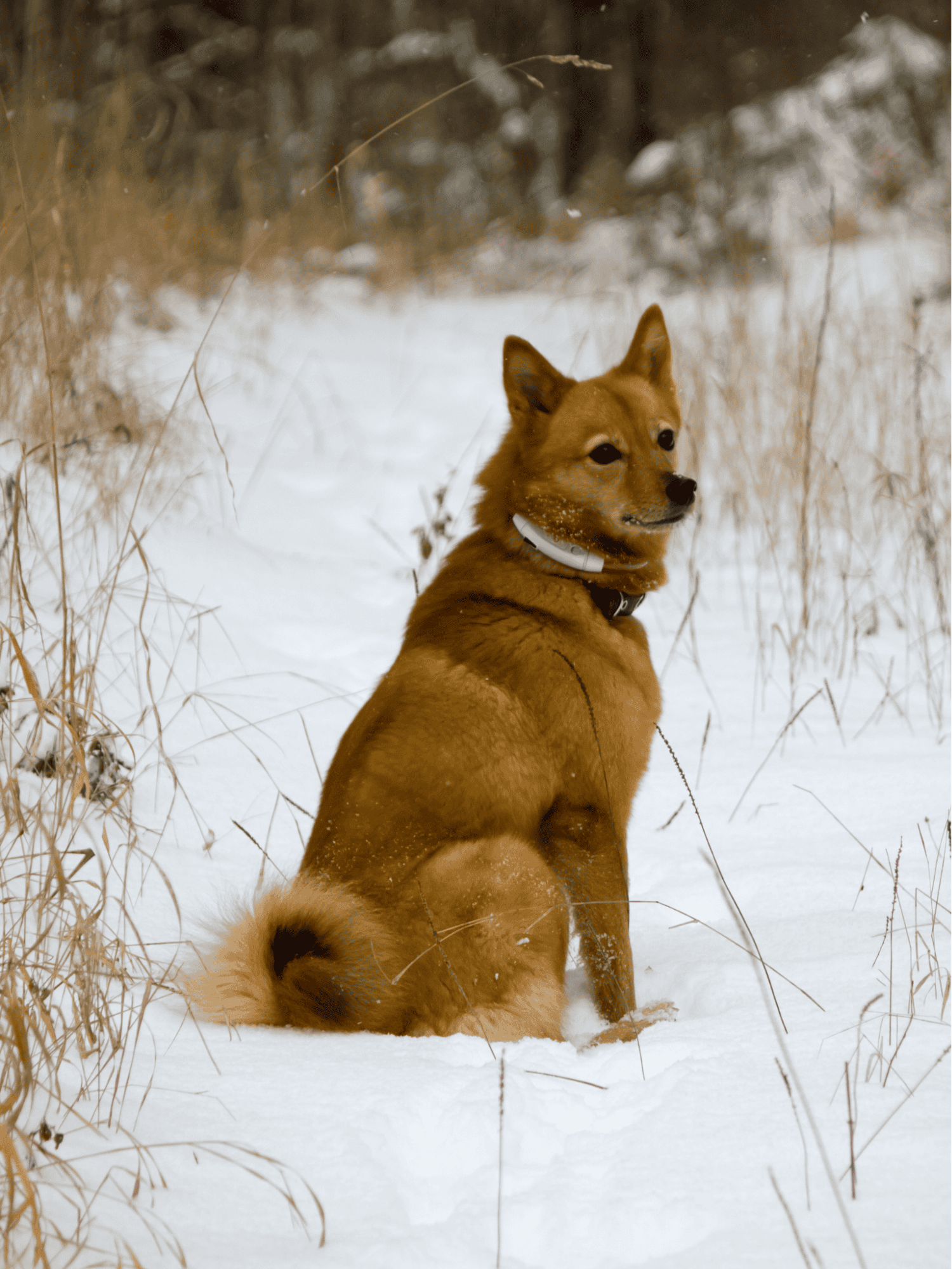 Finnish Spitz photo 1
