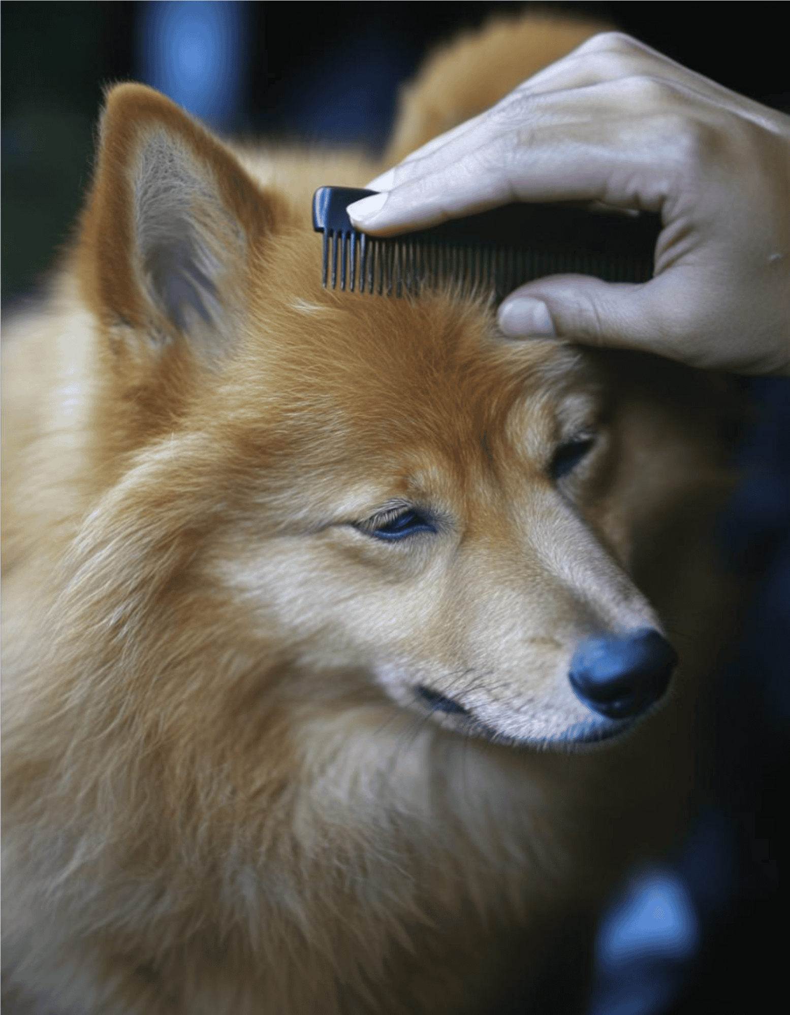 Finnish Spitz Grooming