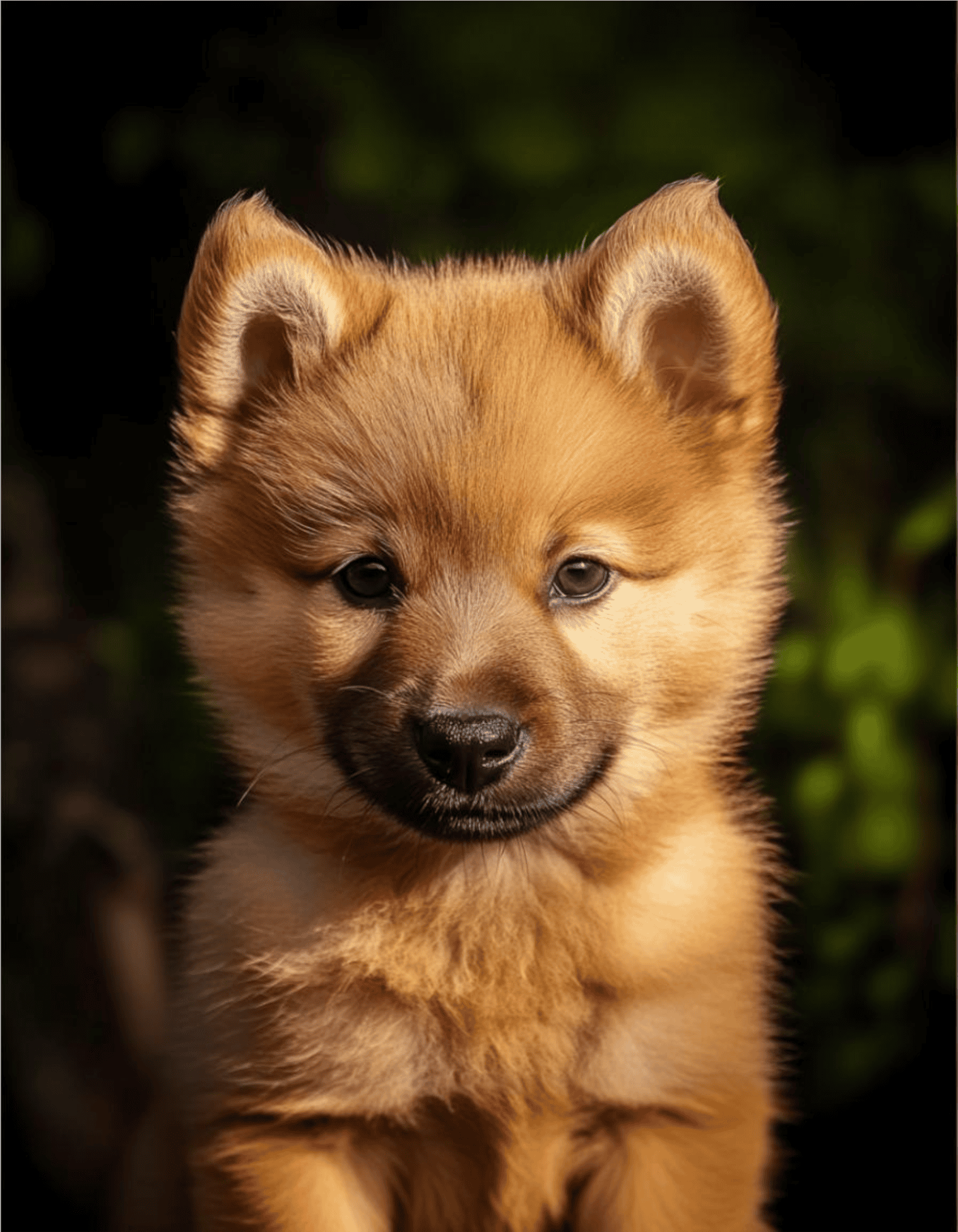 Finnish Spitz Puppies Are Born Dark