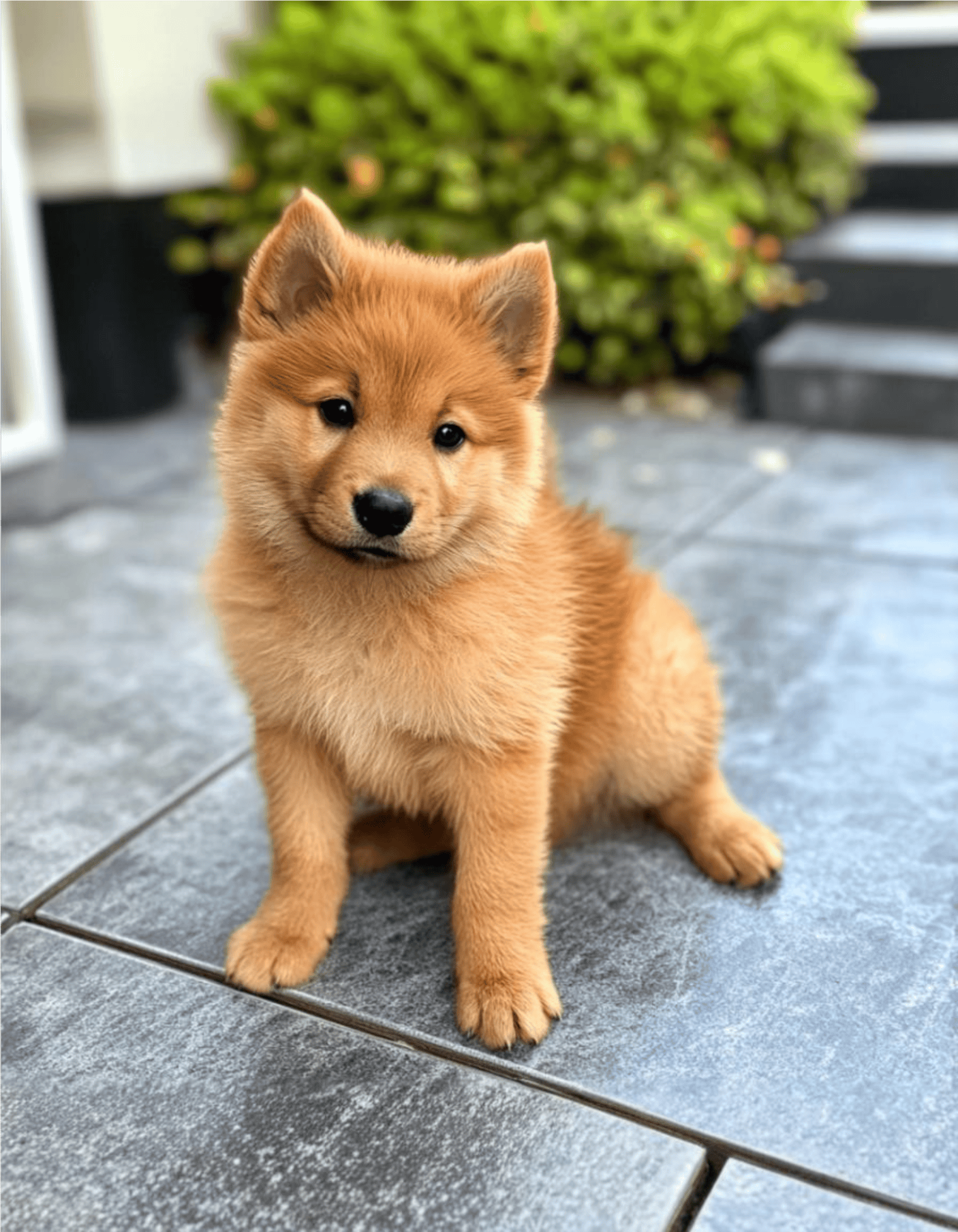 Finnish Spitz Puppies