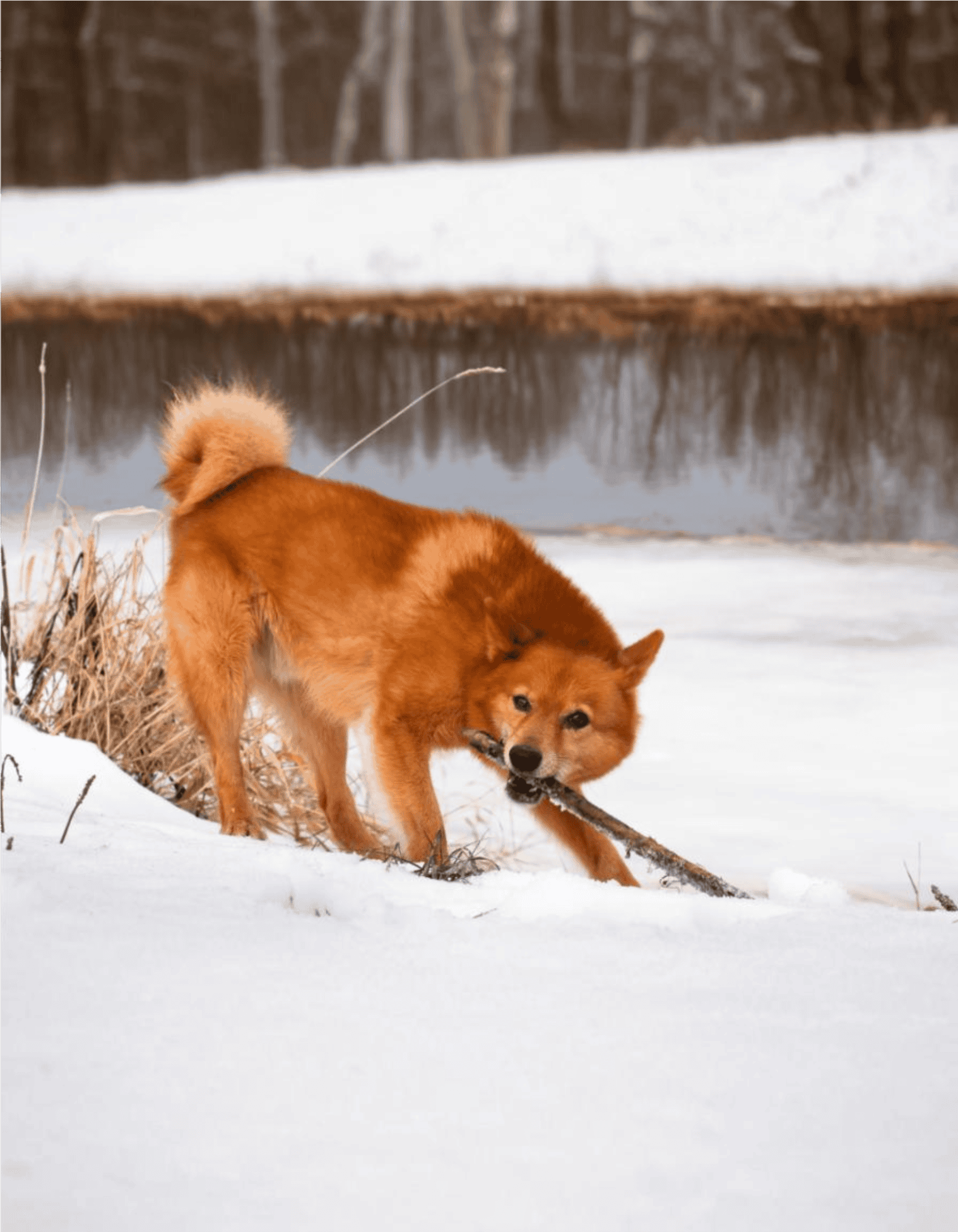 Finnish Spitz Training