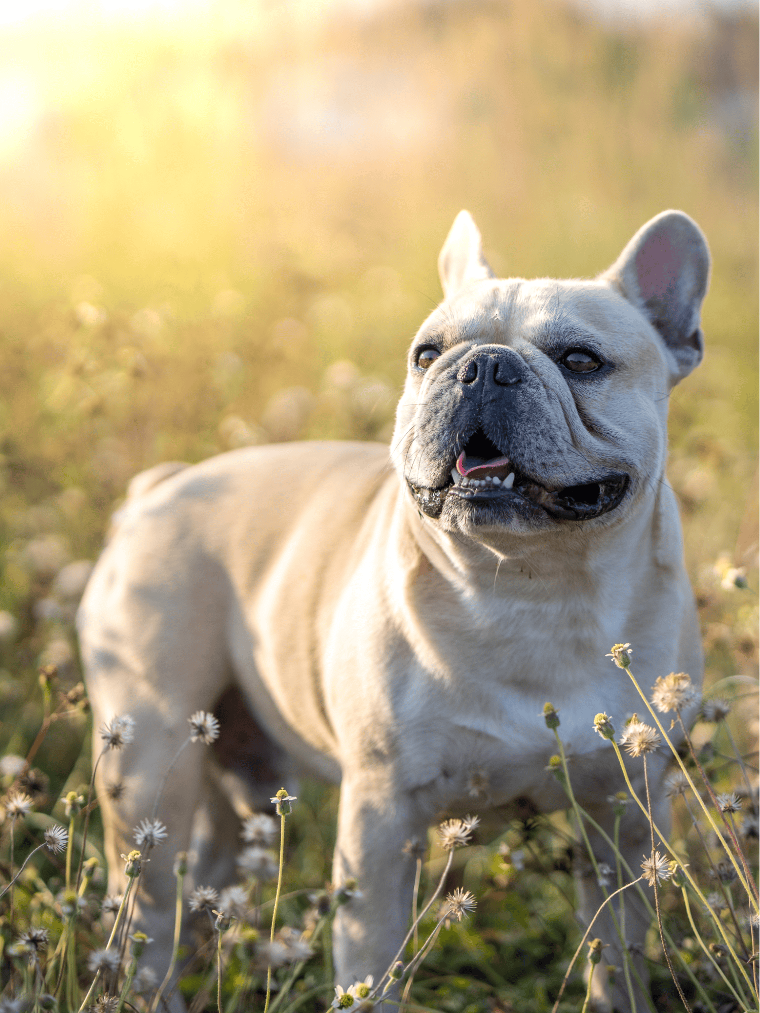 French Bulldog Final Thoughts