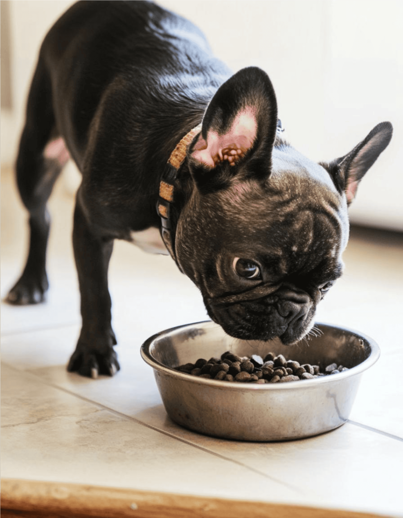 Cute French Bulldog dog eating dry kibble from stainless steel bowl.