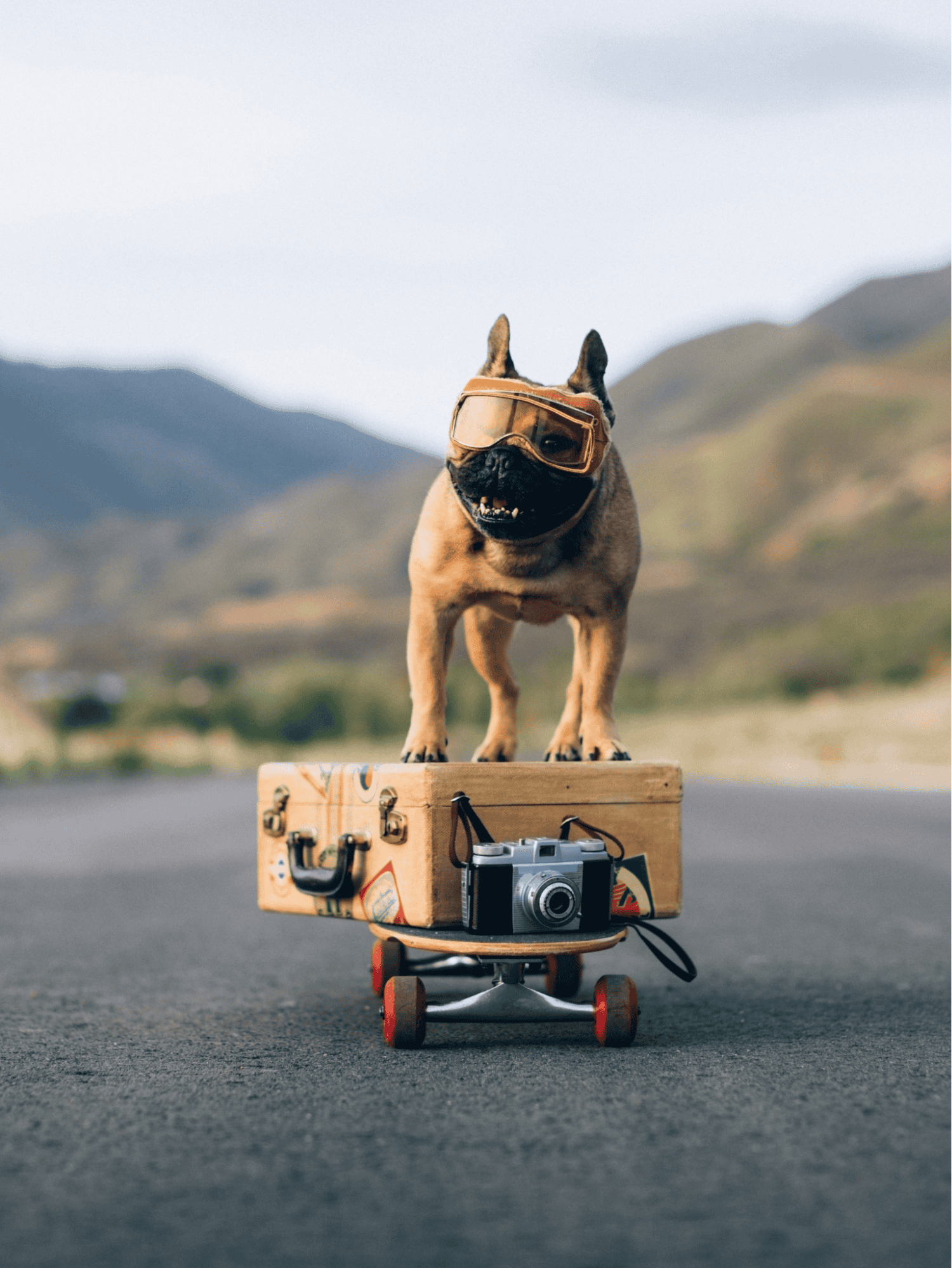 French Bulldog photo 3