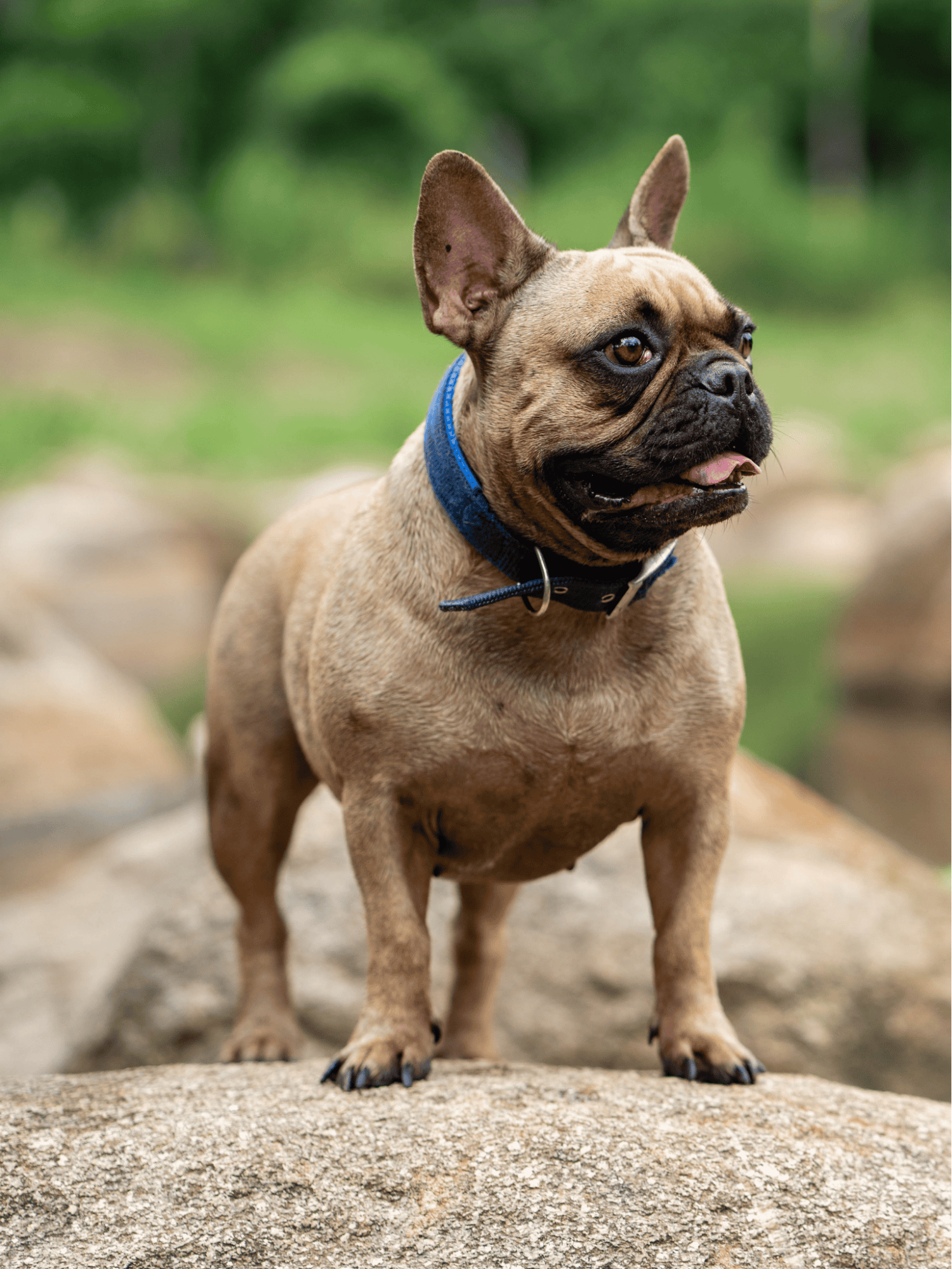 French Bulldog photo 1