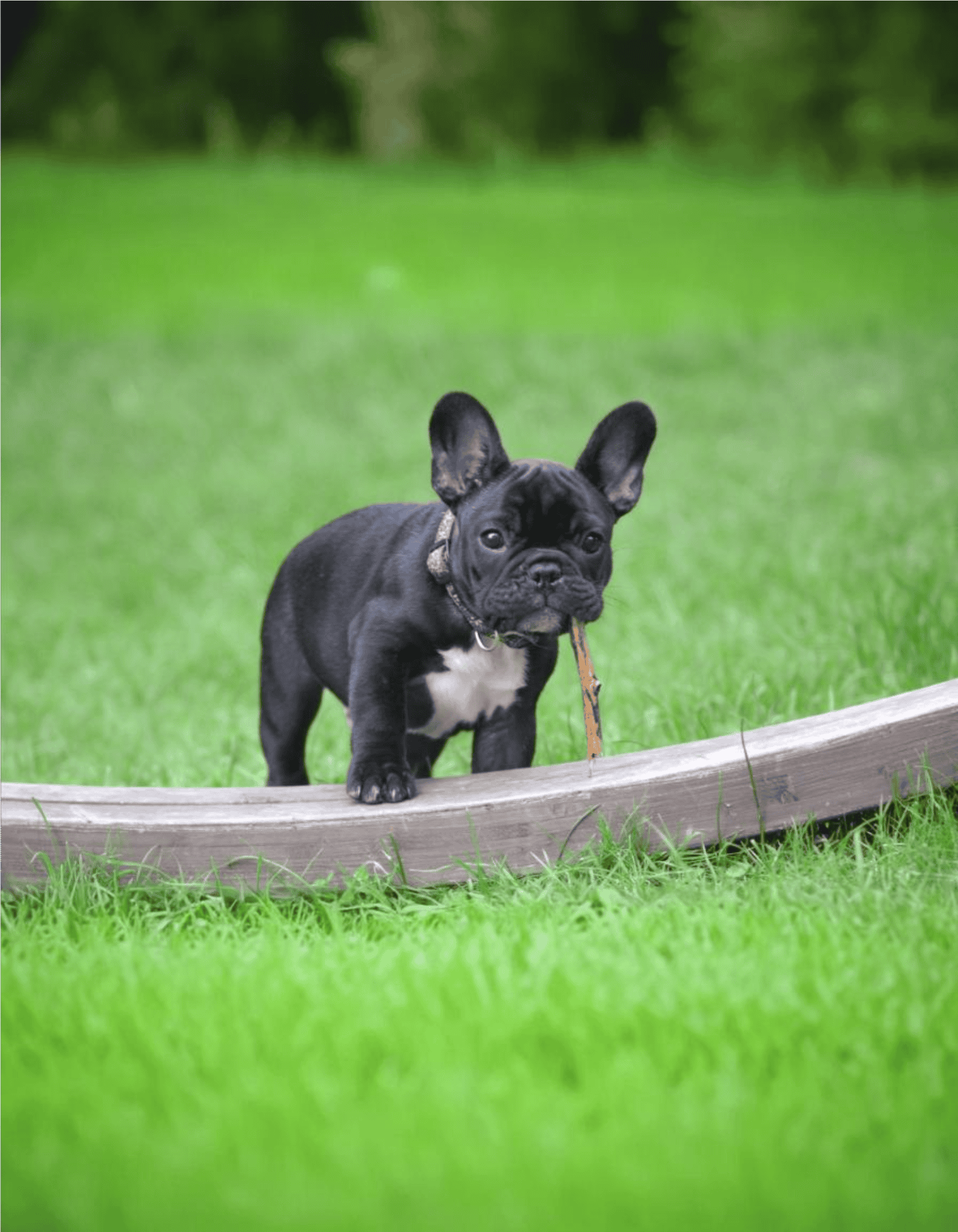 Cute French Bulldog puppy exploring outdoors with a toy stick in his mouth.