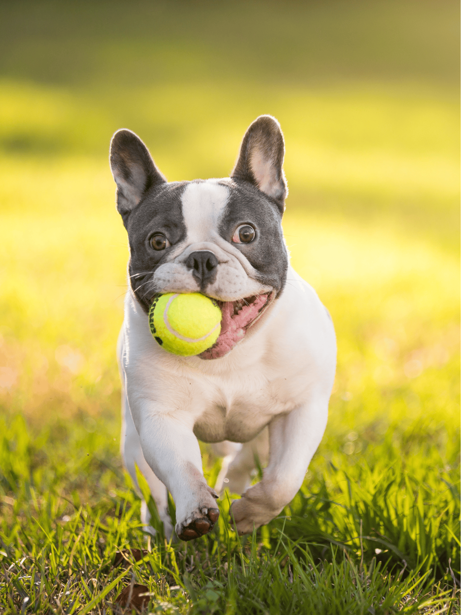 Adorable French Bulldog running with tennis ball, happy dog enjoying outdoor activity in park setting.
