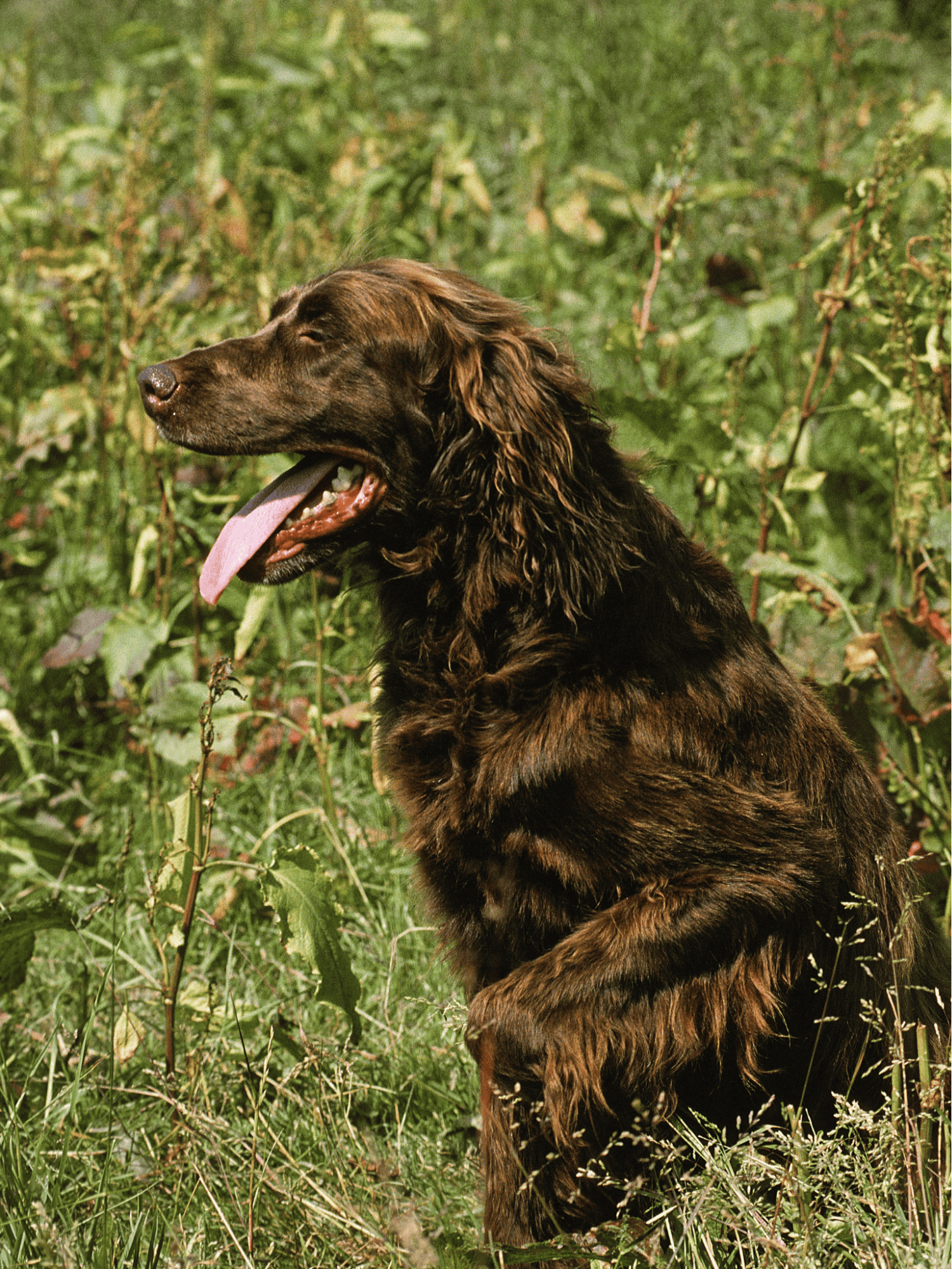German Longhaired Pointer overview