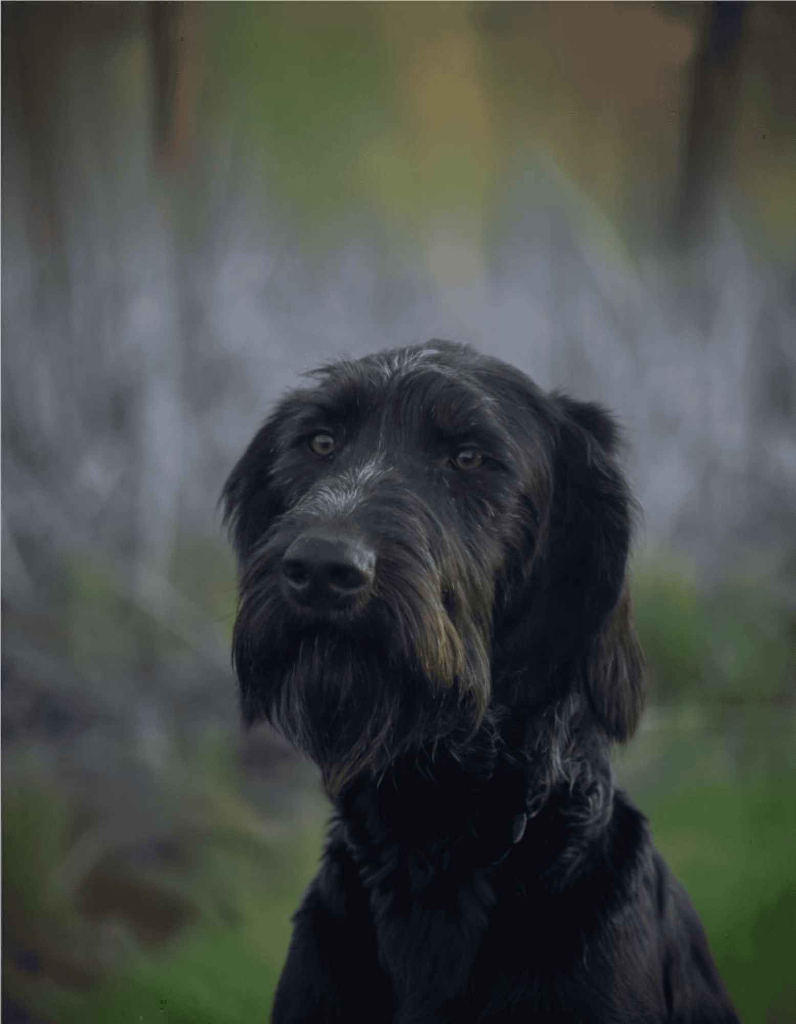 German Longhaired Pointer characteristics