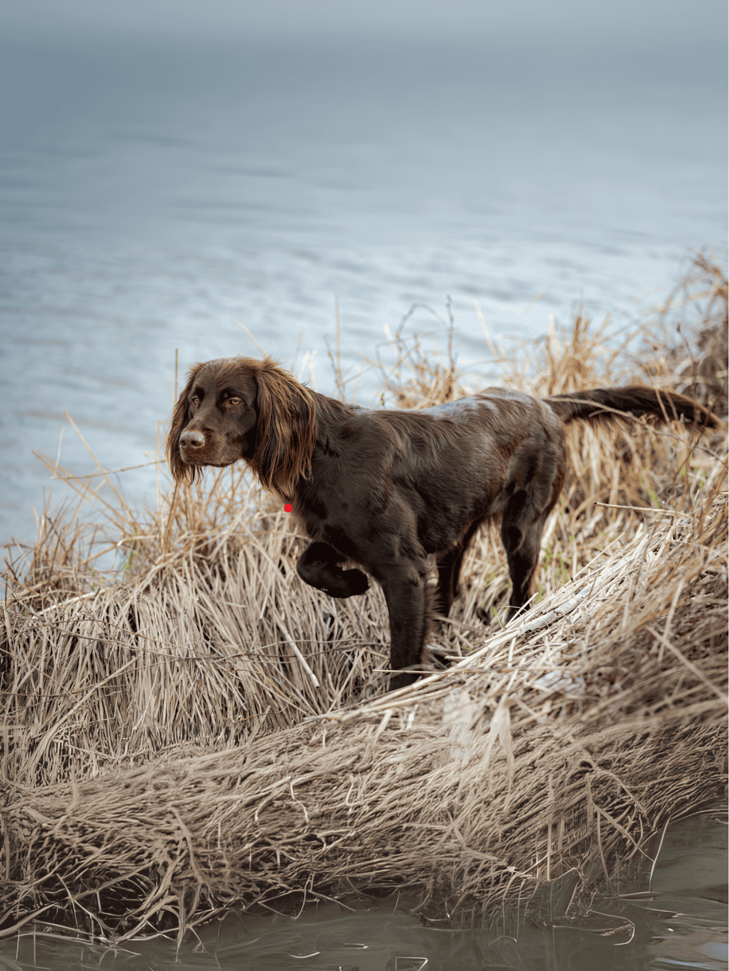 Dog standing on dry grass by water's edge, looking alert and curious.
