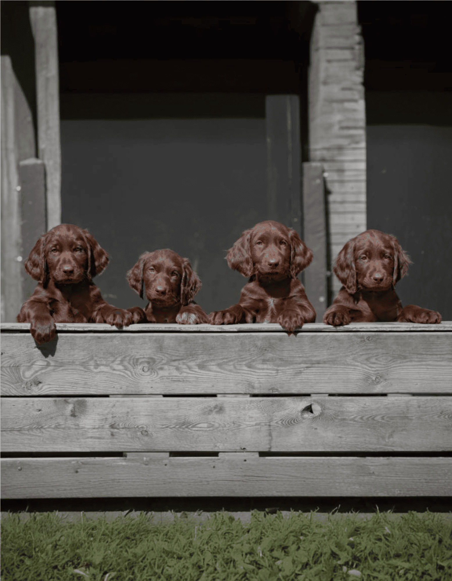 German Longhaired Pointer photo 1