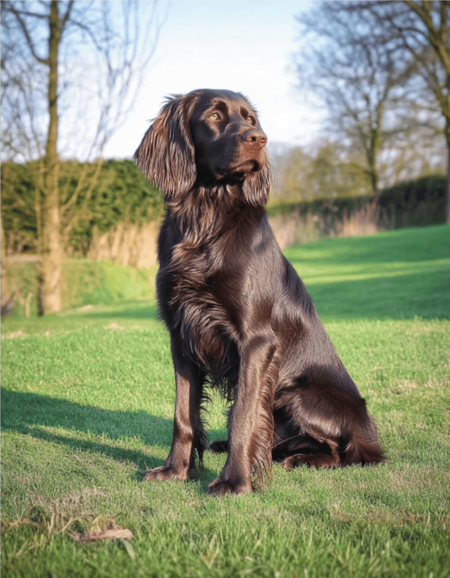 German Longhaired Pointer health
