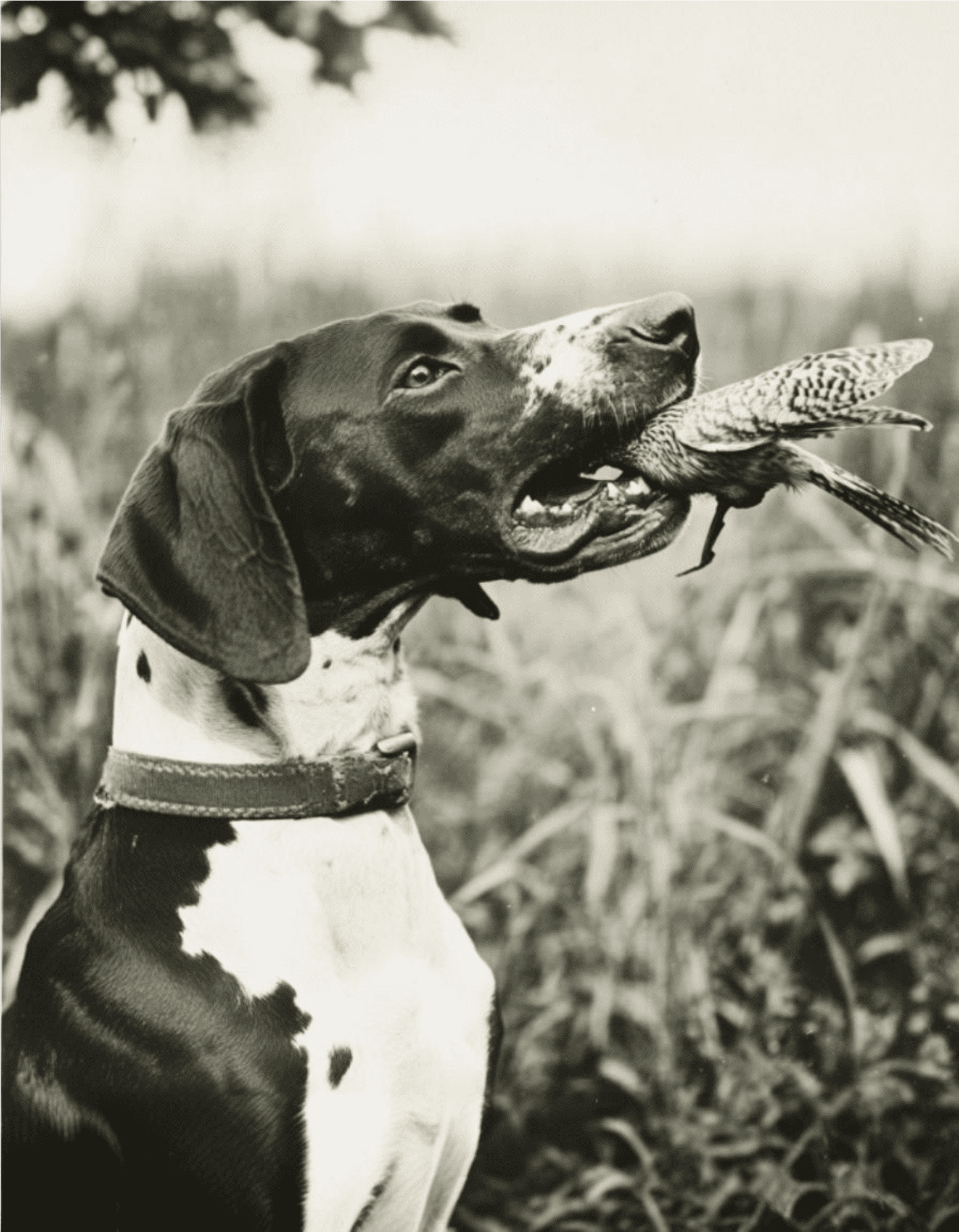 Dog with a bird in its mouth outdoors in a natural setting.