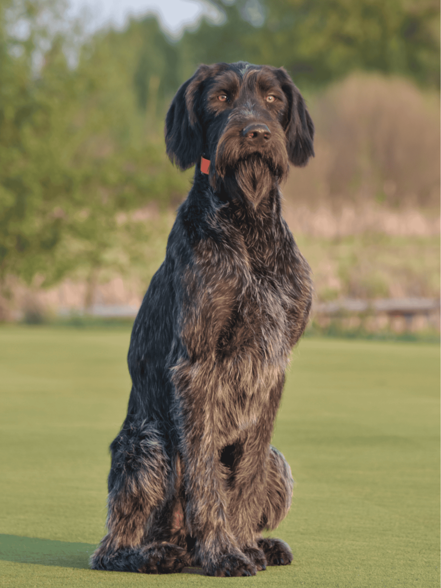 Dogfix.com dog training and behavior improvement.