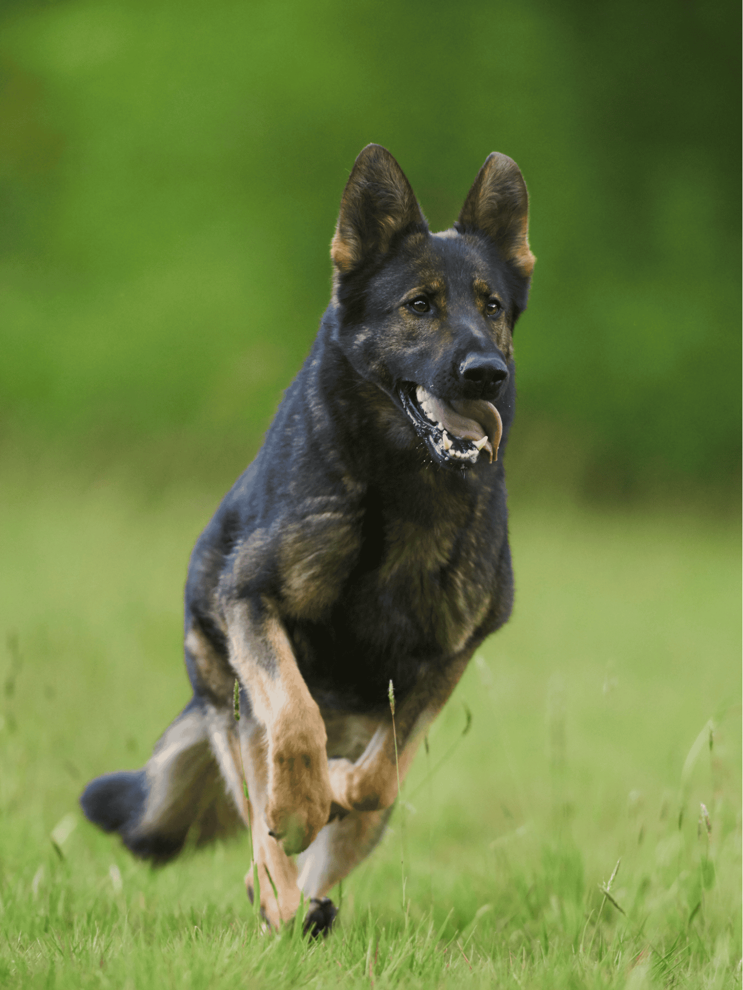 German Shepherd Dog overview