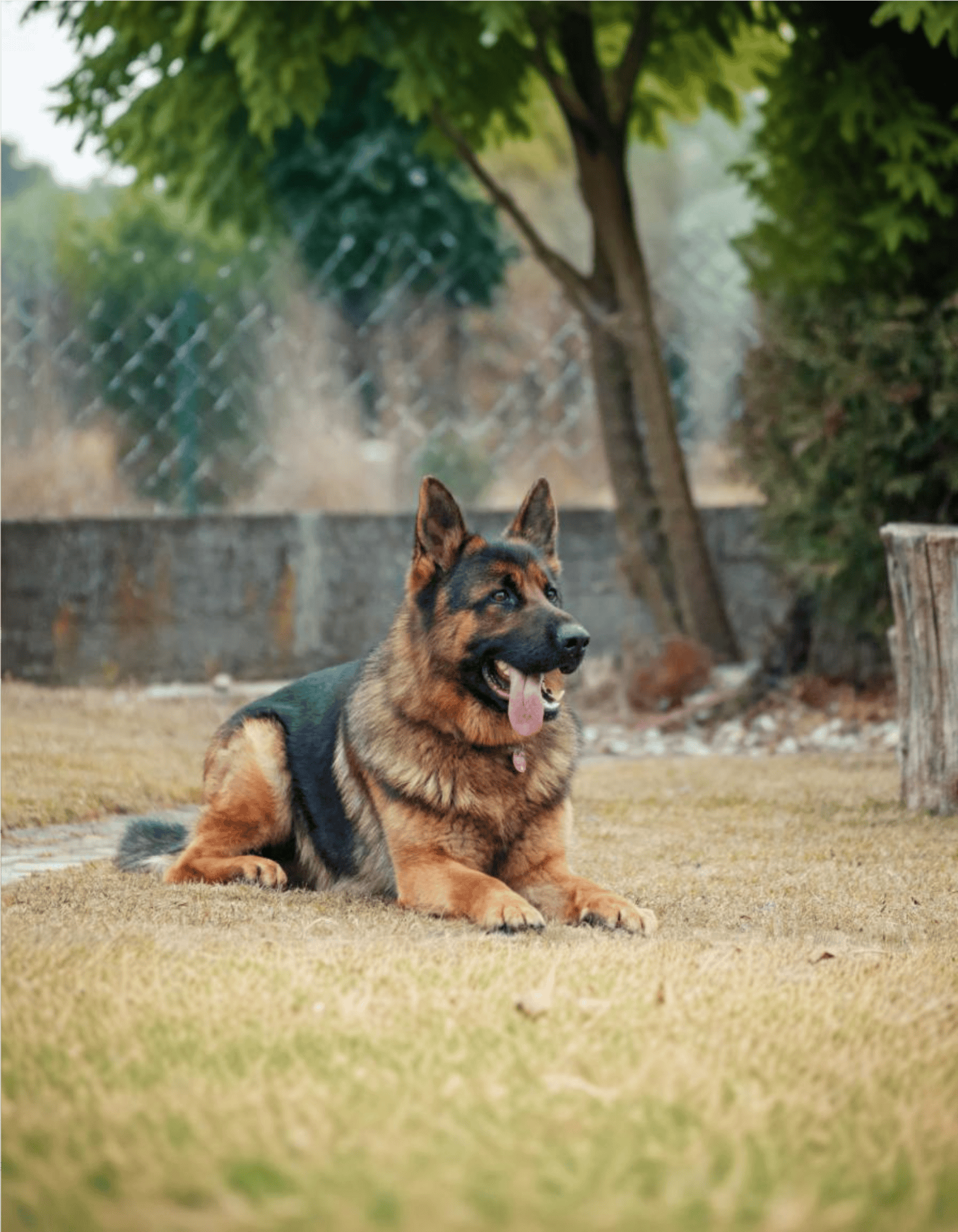 German Shepherd Dog characteristics