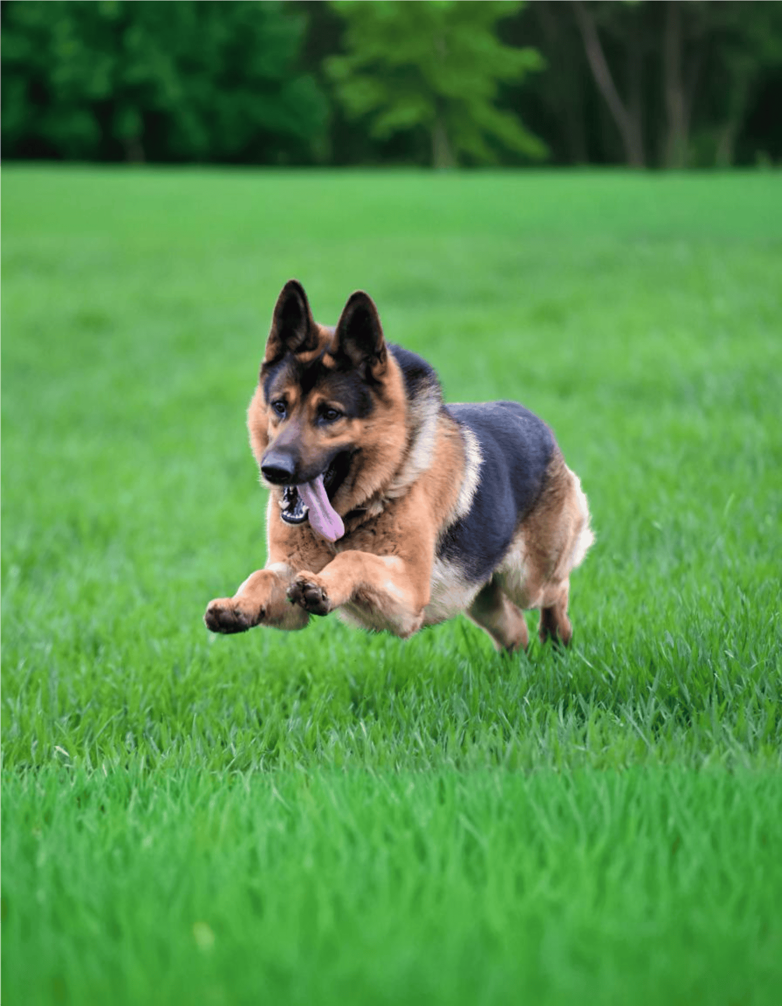 German Shepherd Dog Exercise