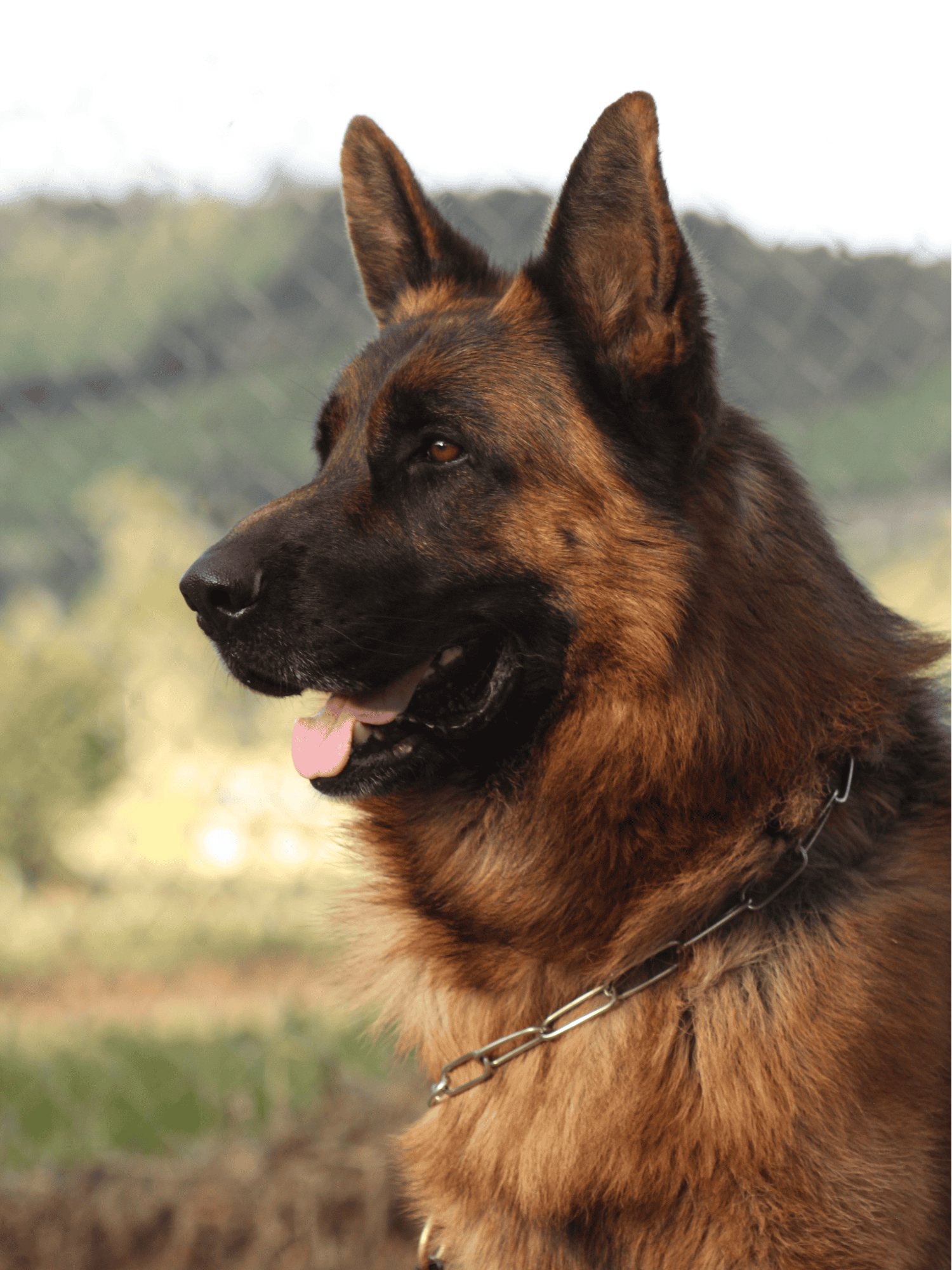 German Shepherd Dog photo 2
