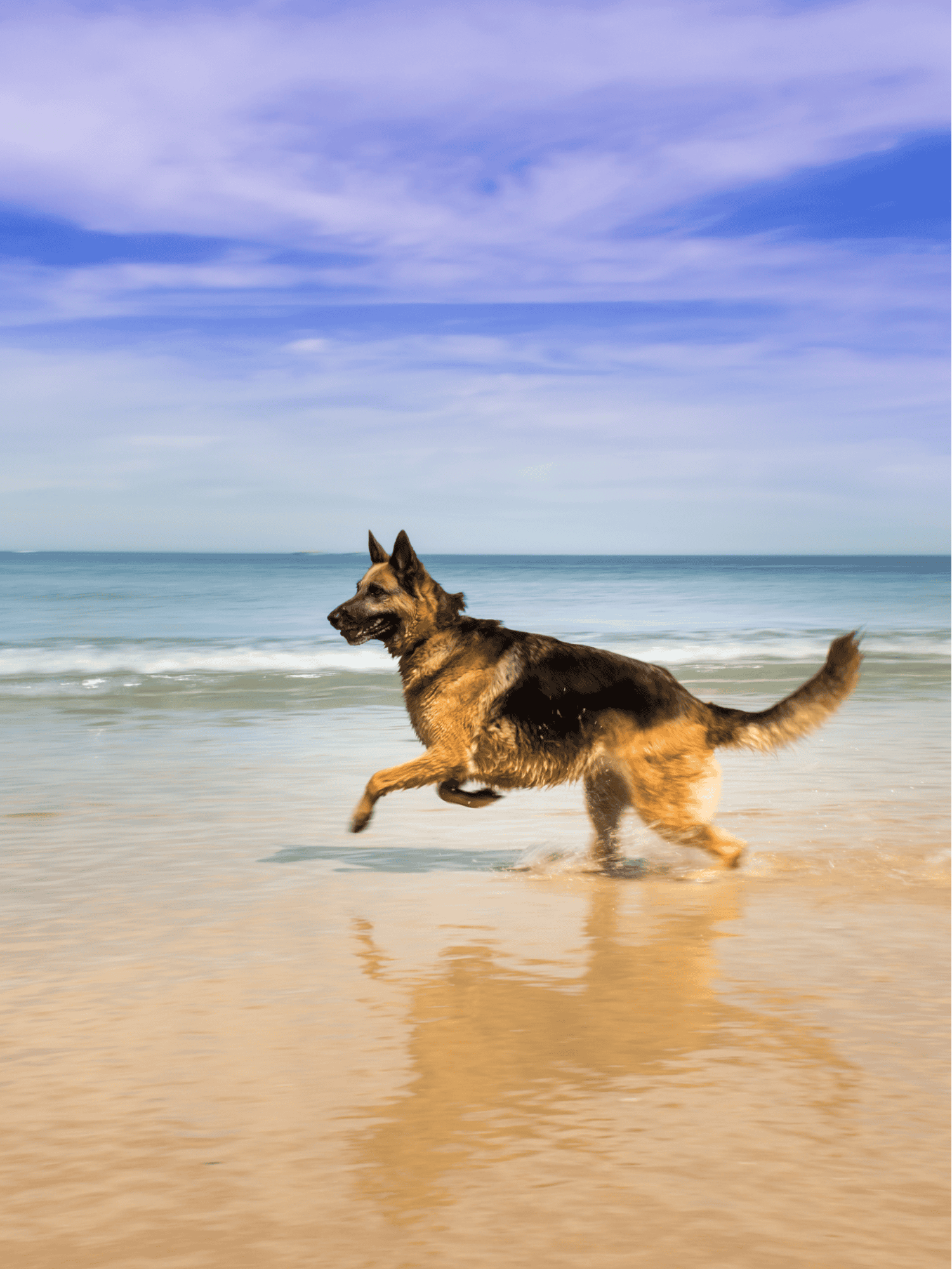 German Shepherd Dog photo 1