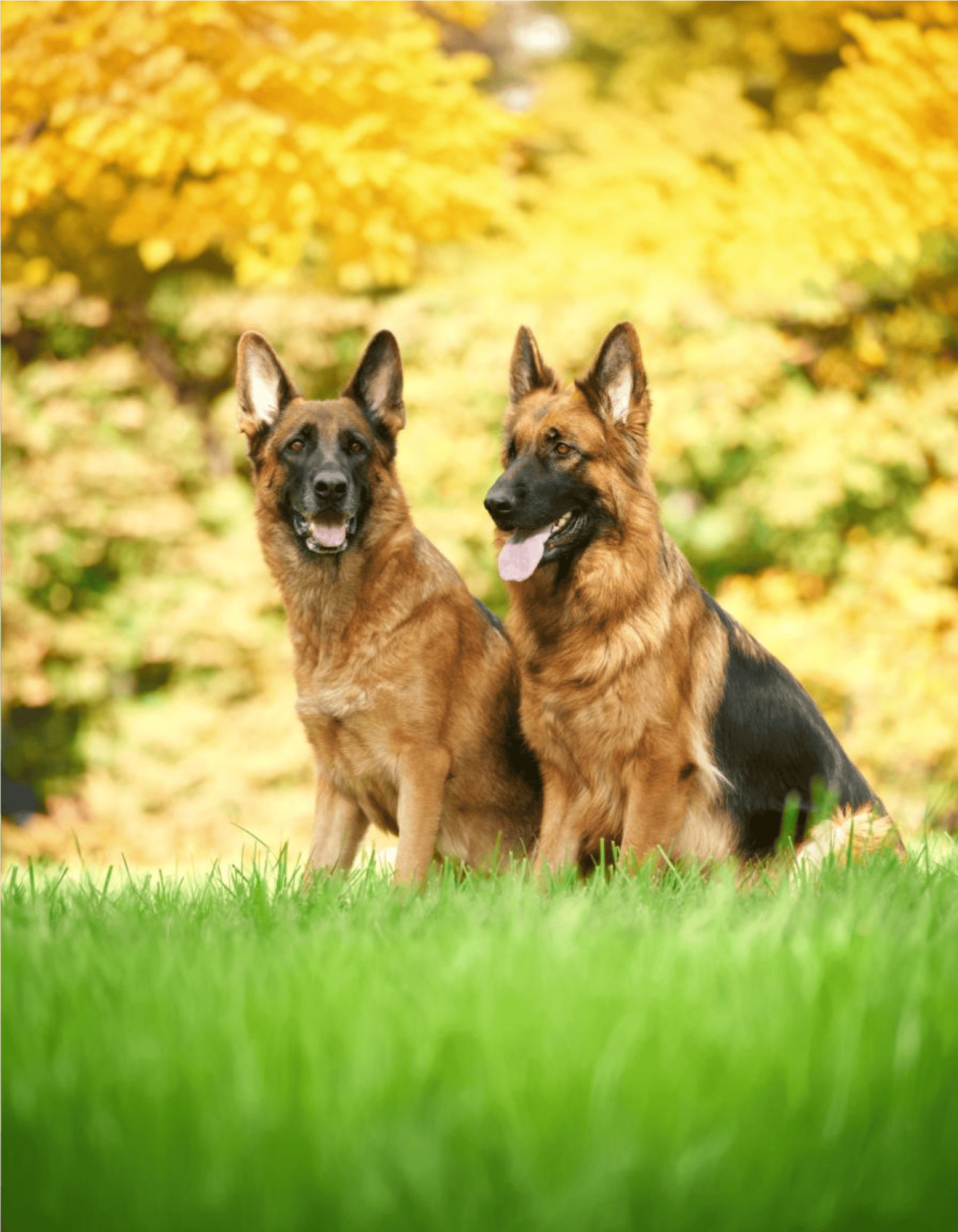 German Shepherd Dog Male Vs. Female