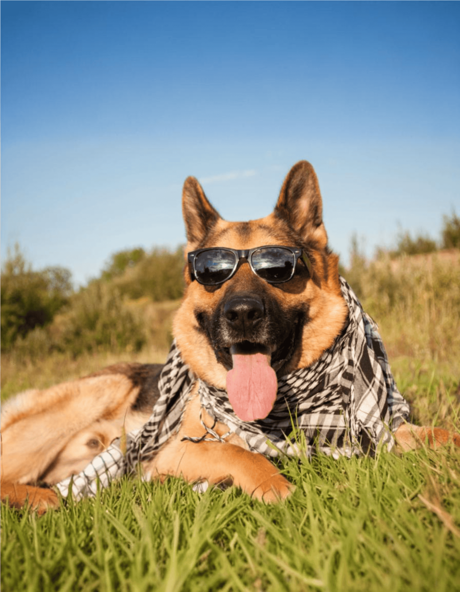Dog with sunglasses and bandana enjoying outdoors, sunny day, adventurous spirit, pet lifestyle.